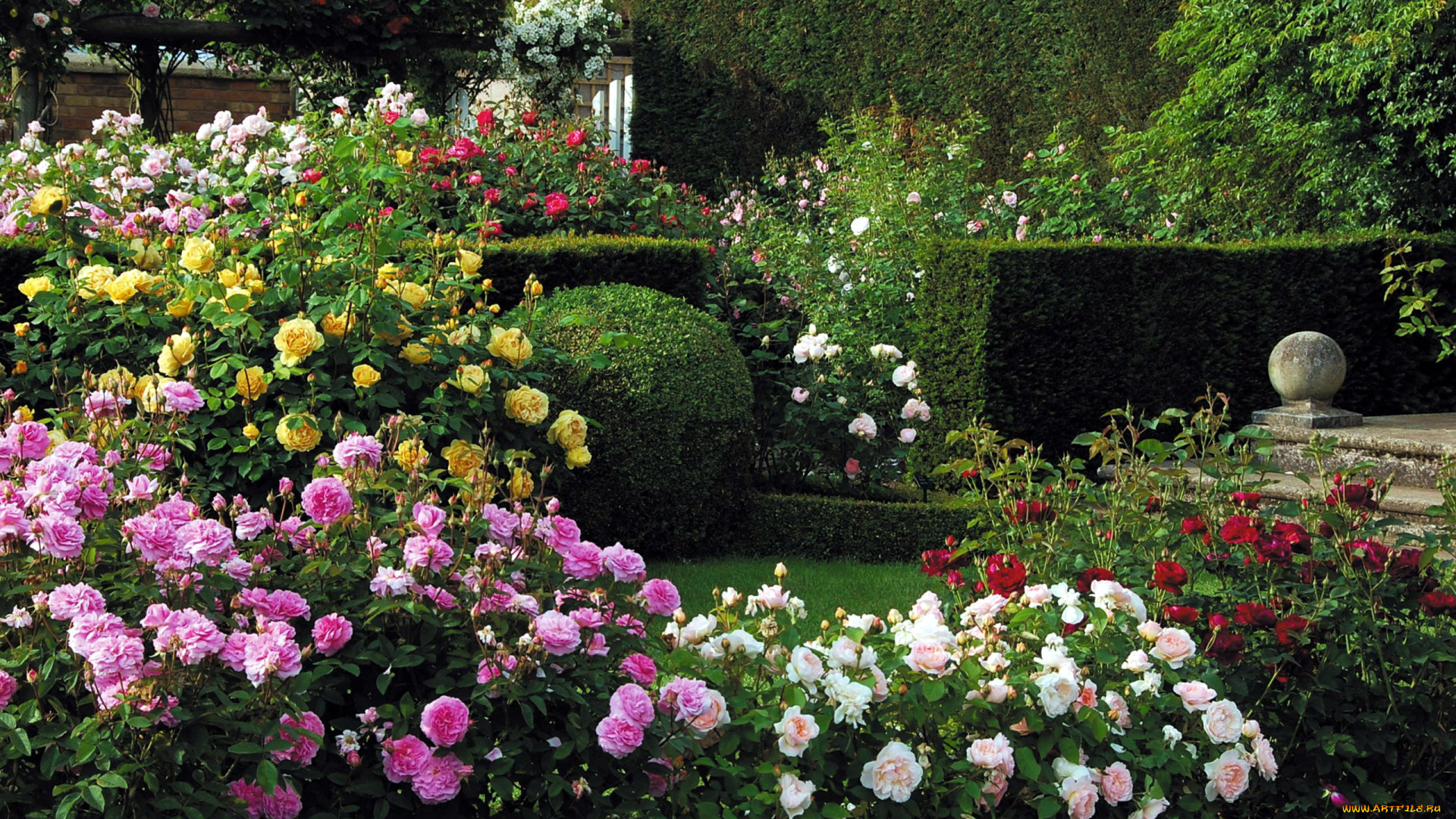 цветы, розы, розарий