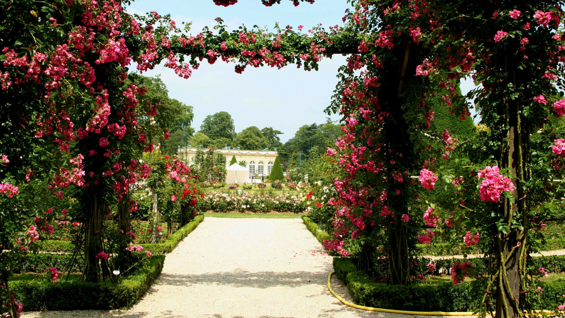 цветы, розы, розарий