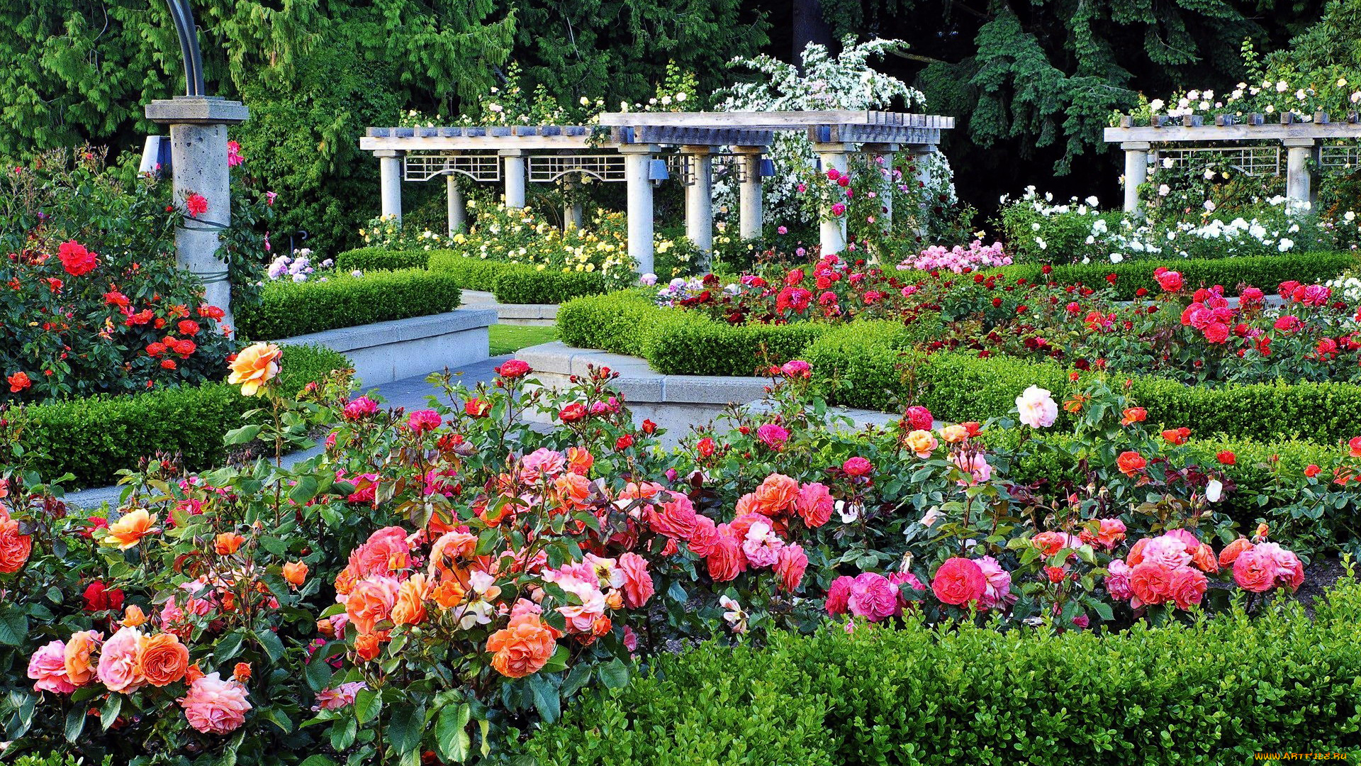 цветы, розы, розарий