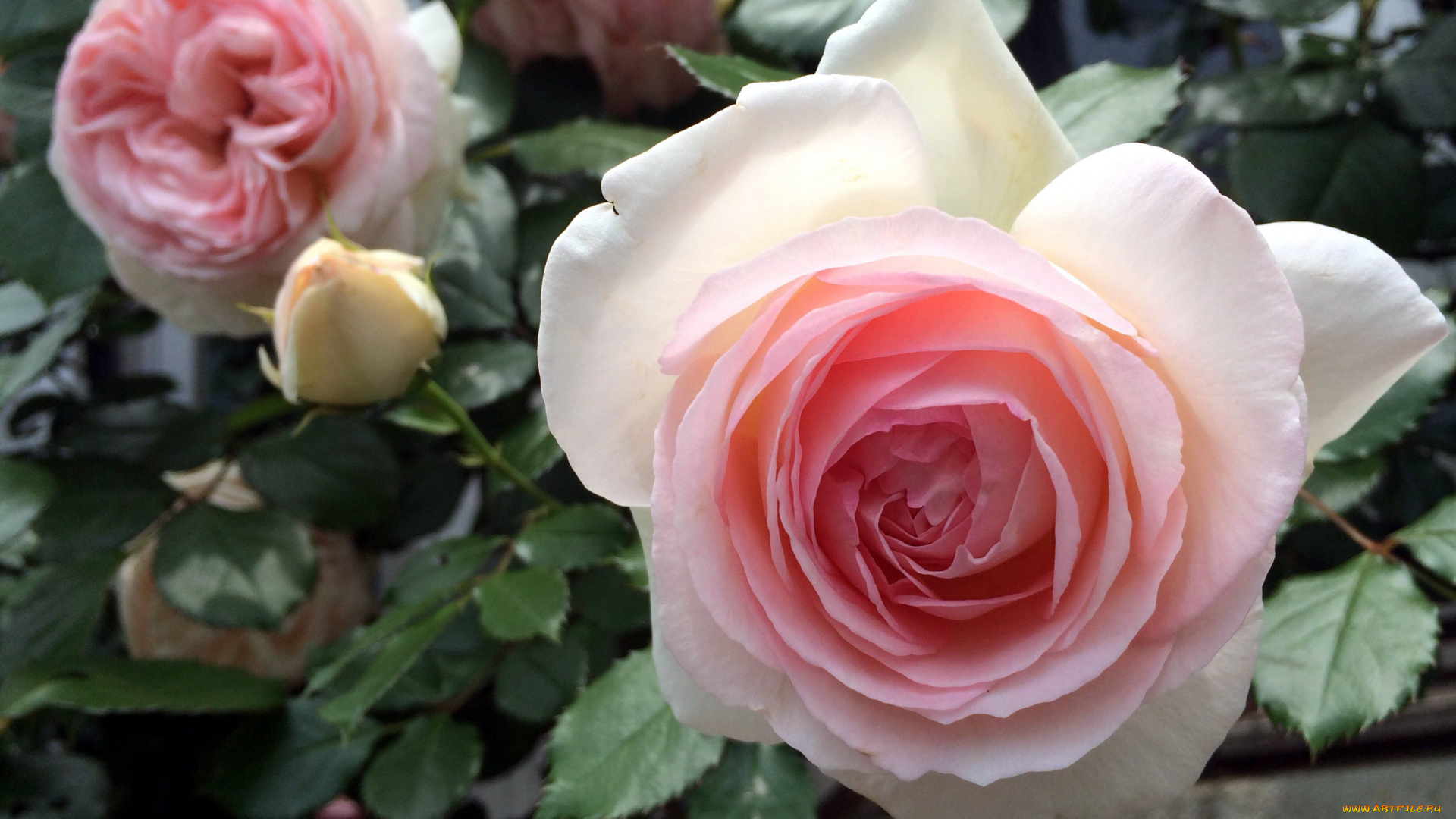 цветы, розы, розовый