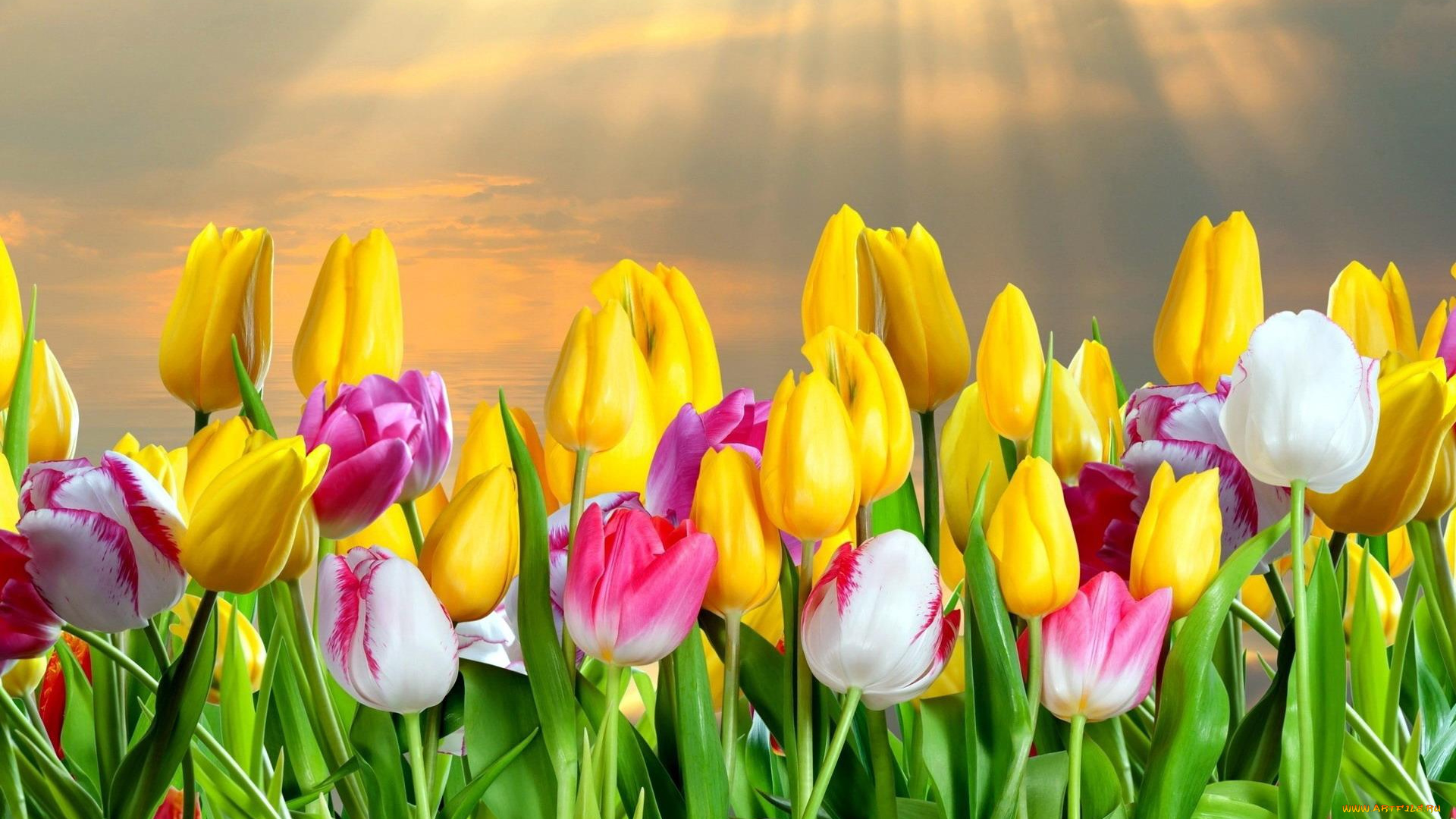 цветы, тюльпаны, лучи, поле, разноцветные