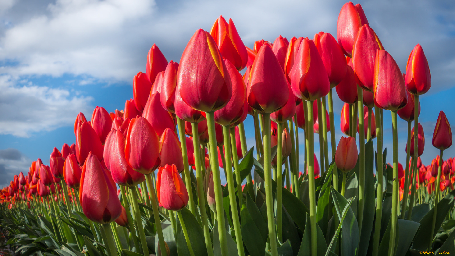 цветы, тюльпаны, небо, природа