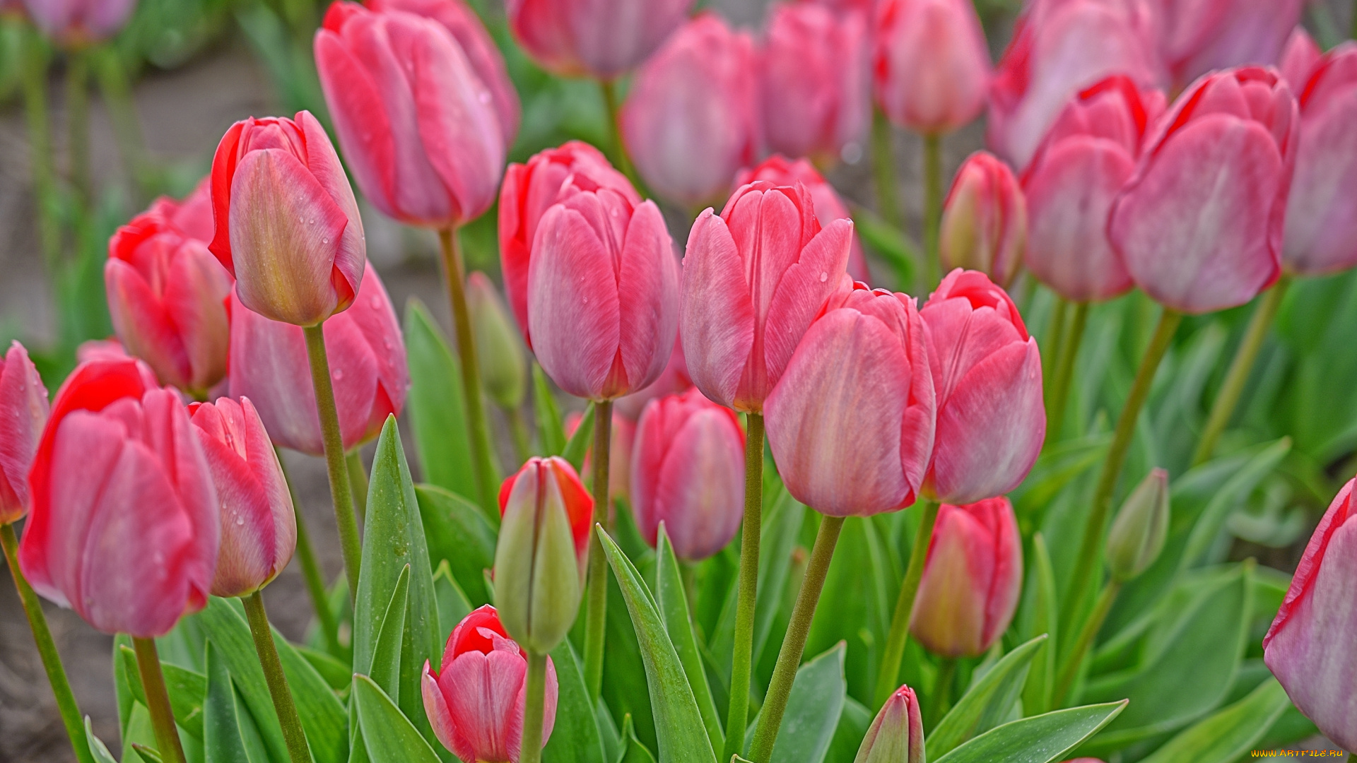 цветы, тюльпаны, розовый, бутоны