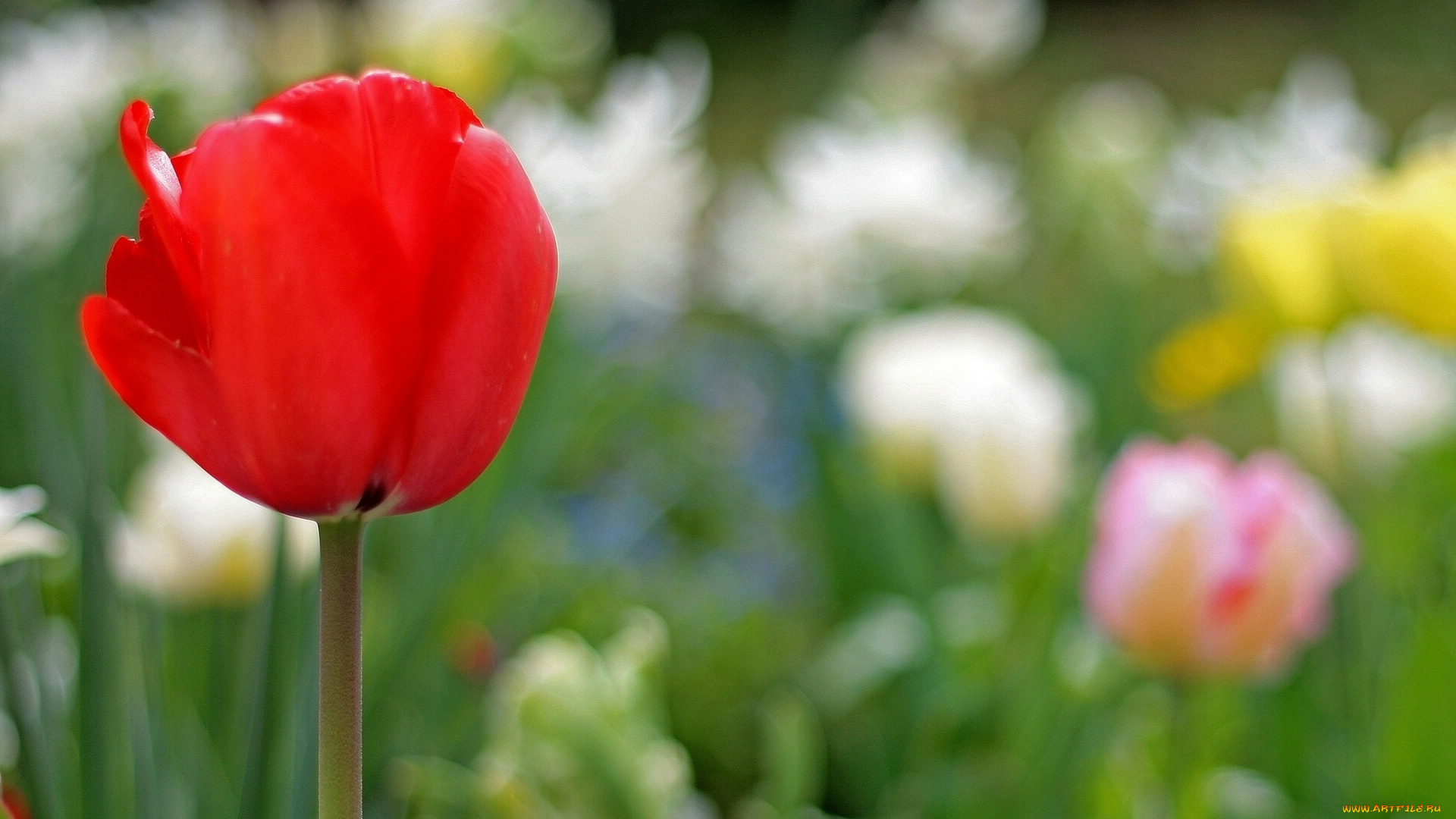 цветы, тюльпаны, тюльпан, цветок, красный