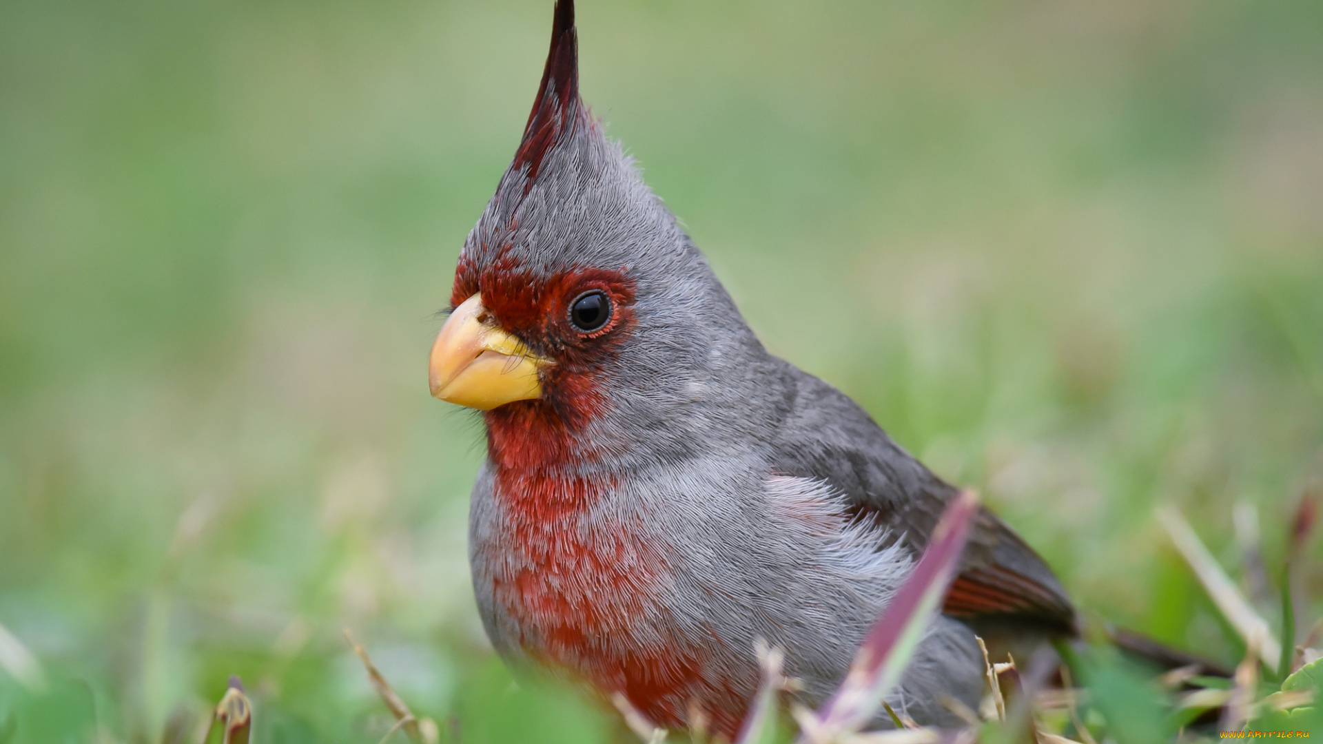 животные, кардиналы, птичка