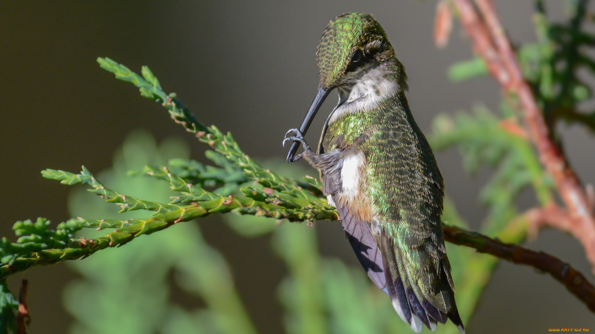 животные, колибри, птичка