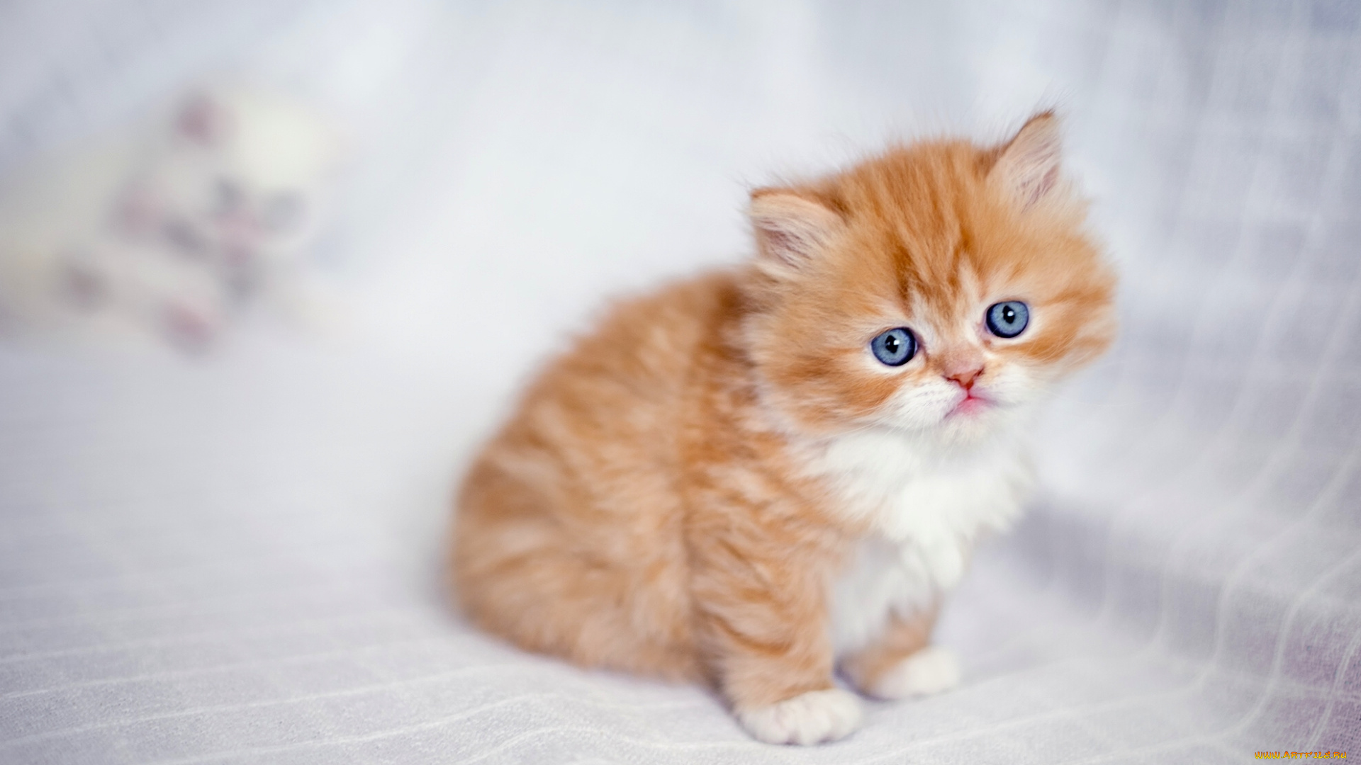 животные, коты, взгляд, малыш, рыжий, котёнок, персидская, кошка