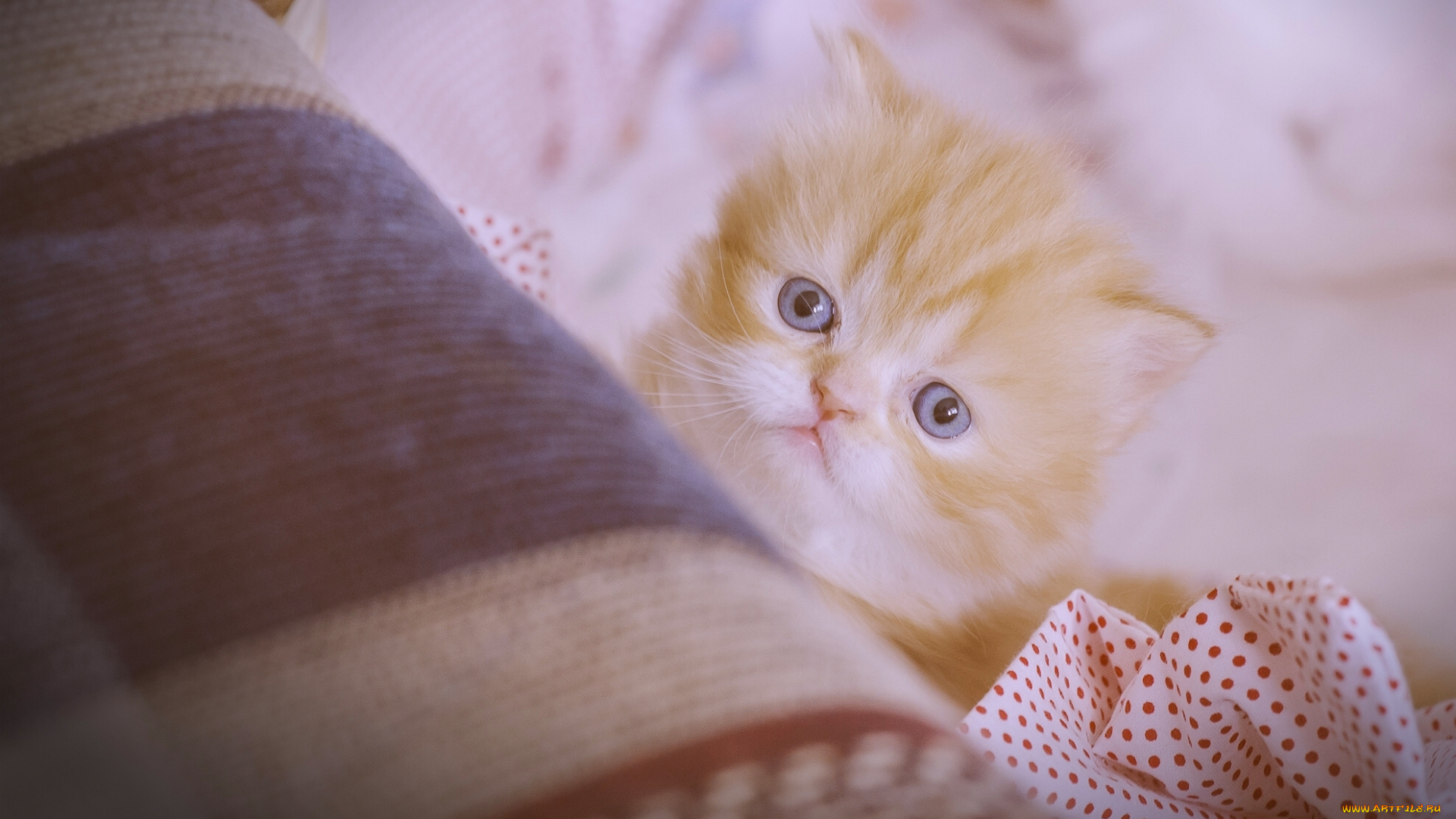животные, коты, взгляд, малыш, рыжий, котёнок, персидская, кошка