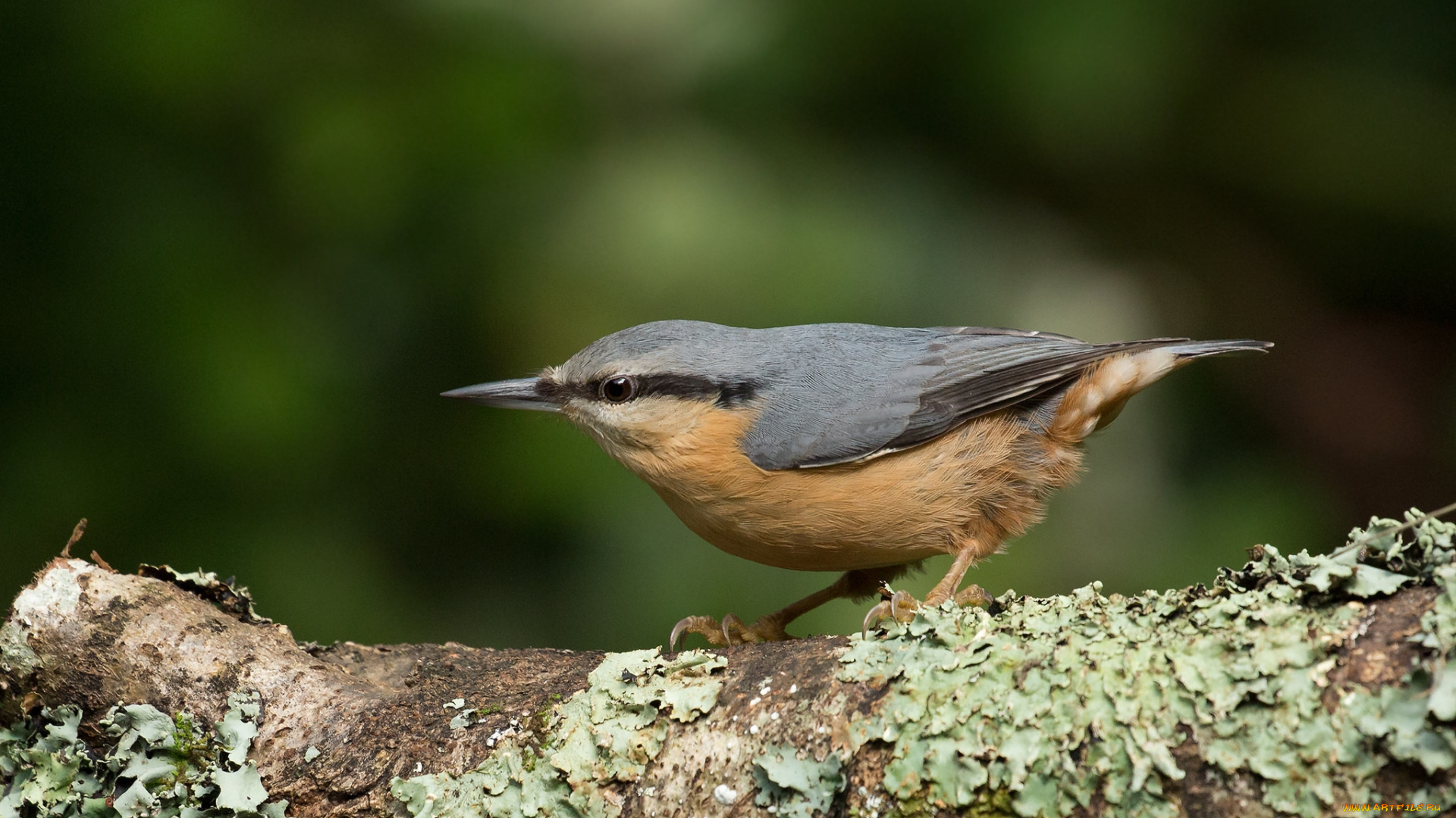 животные, поползни, птичка