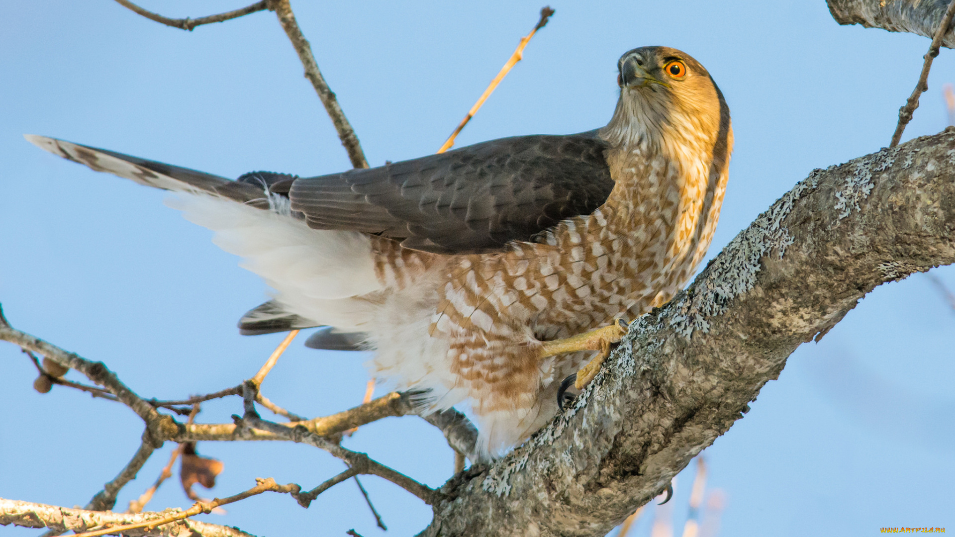животные, птицы, -, хищники, птичка