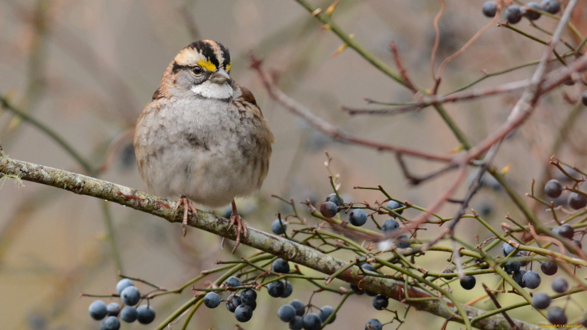 животные, птицы, птичка