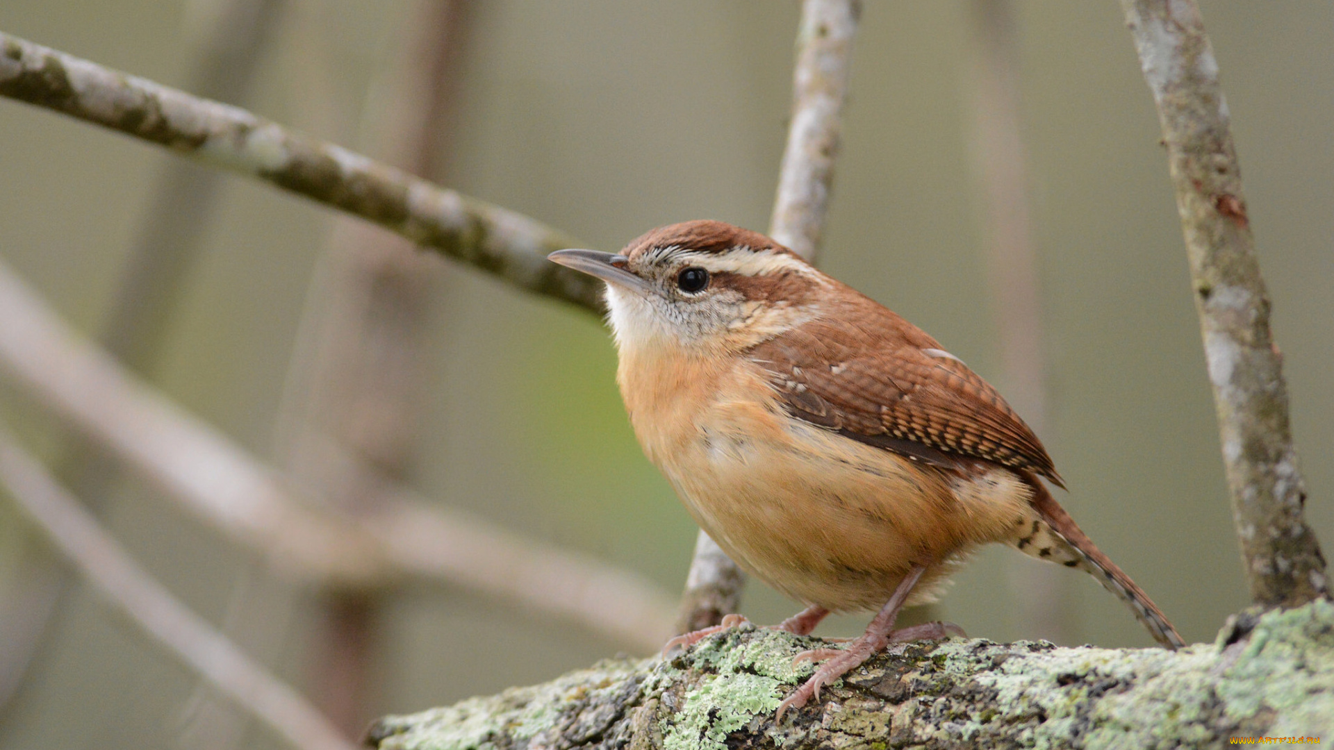 животные, птицы, птичка