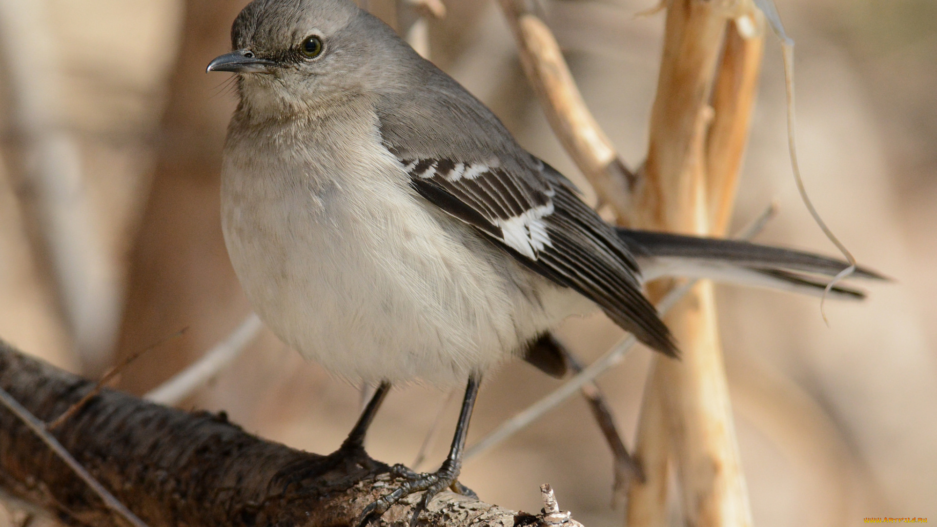 животные, птицы, птичка