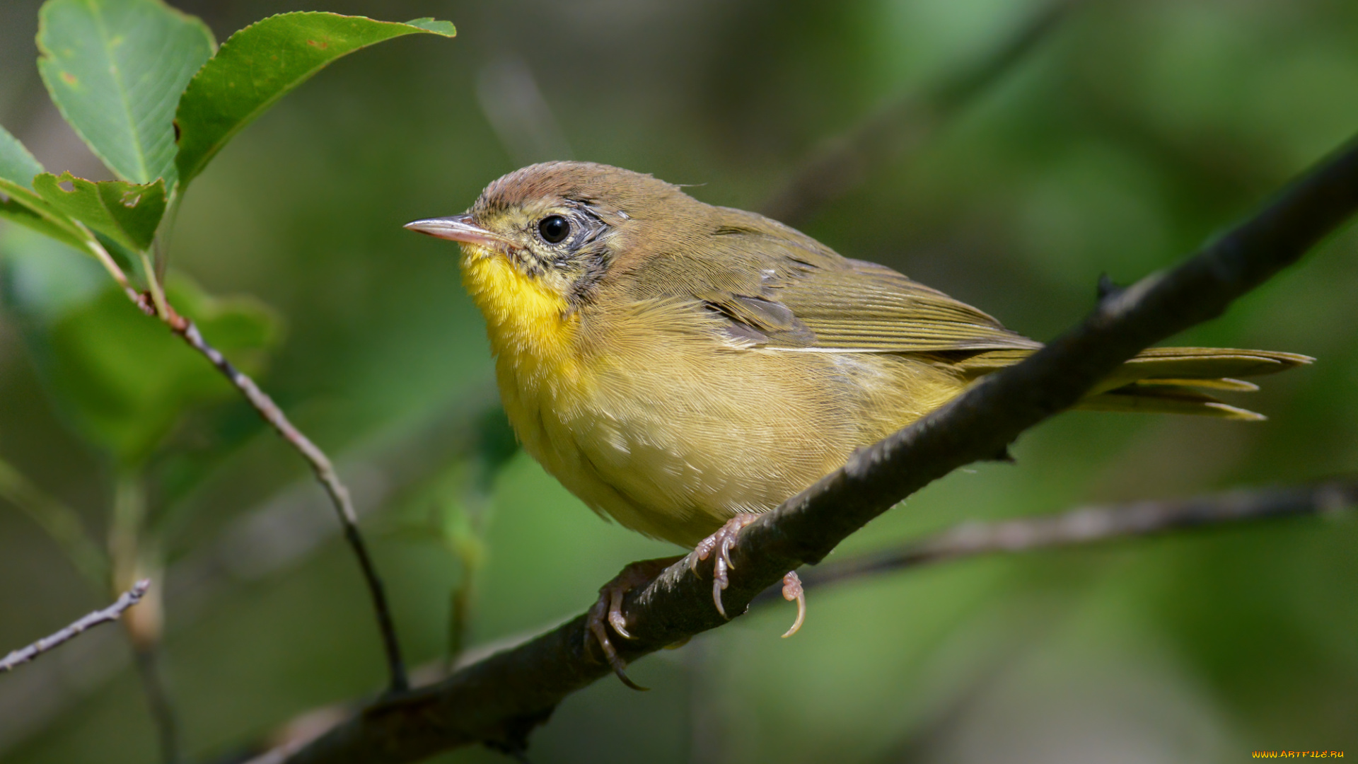 животные, птицы, птичка