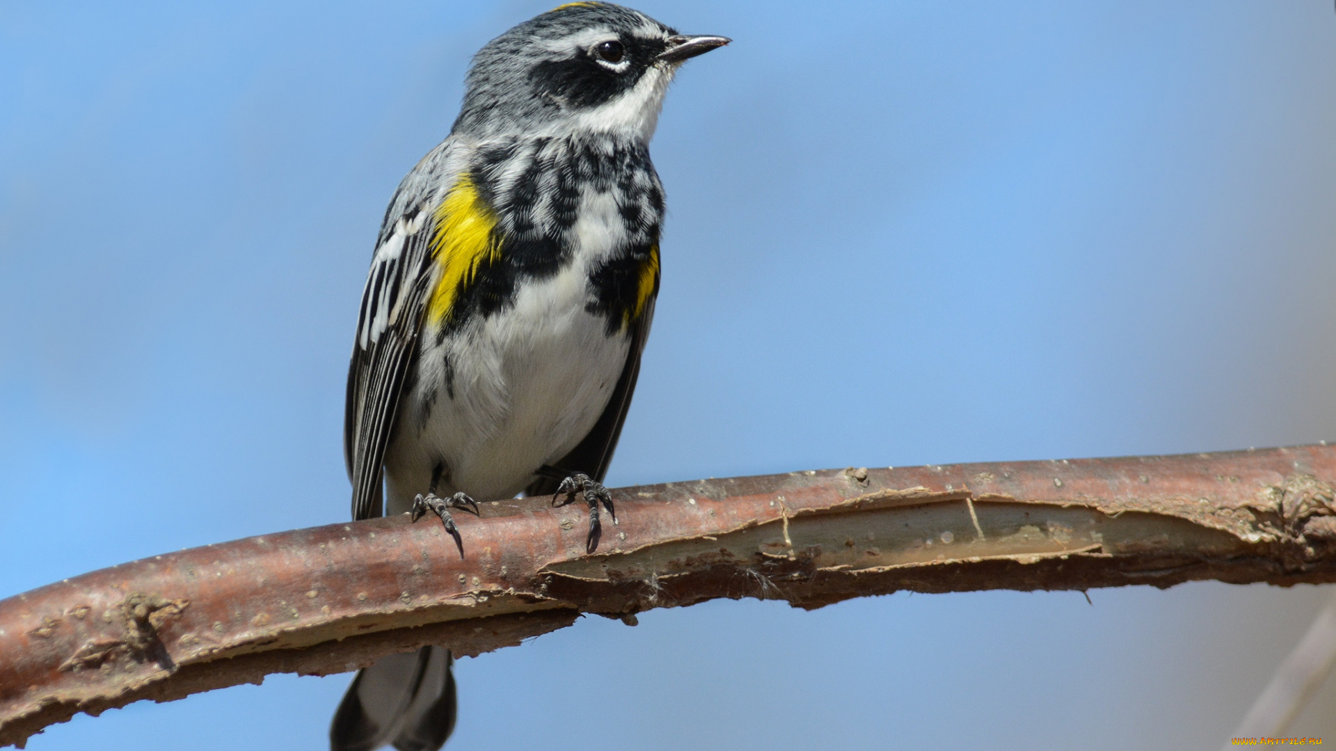 животные, птицы, птичка