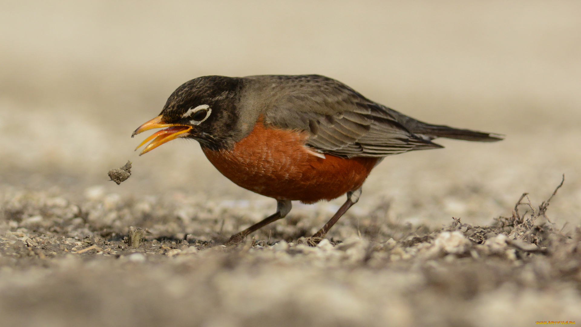 животные, птицы, птичка