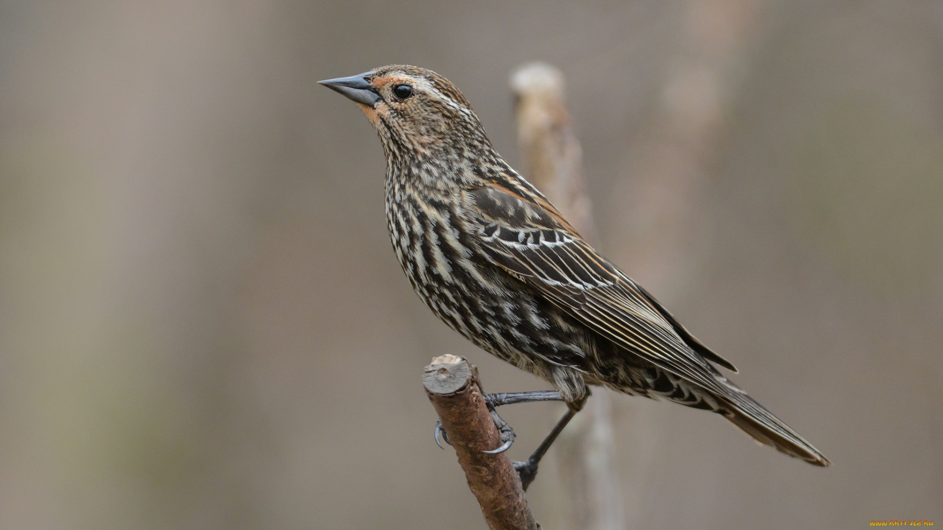 животные, птицы, птичка