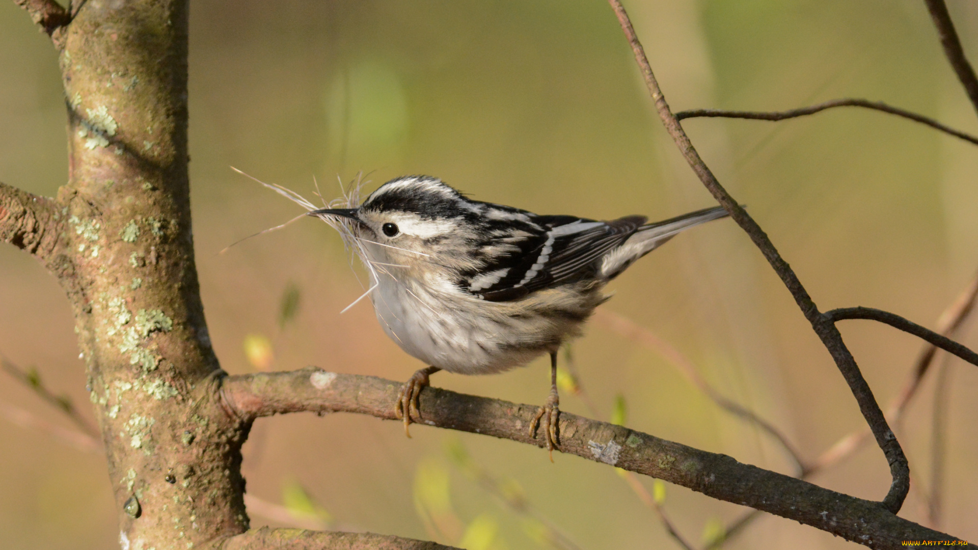 животные, птицы, птичка