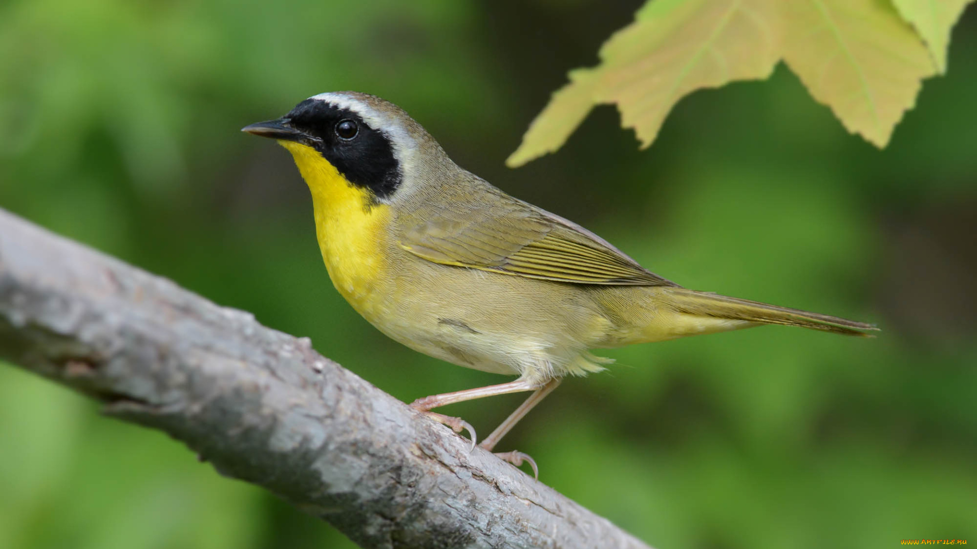 животные, птицы, птичка