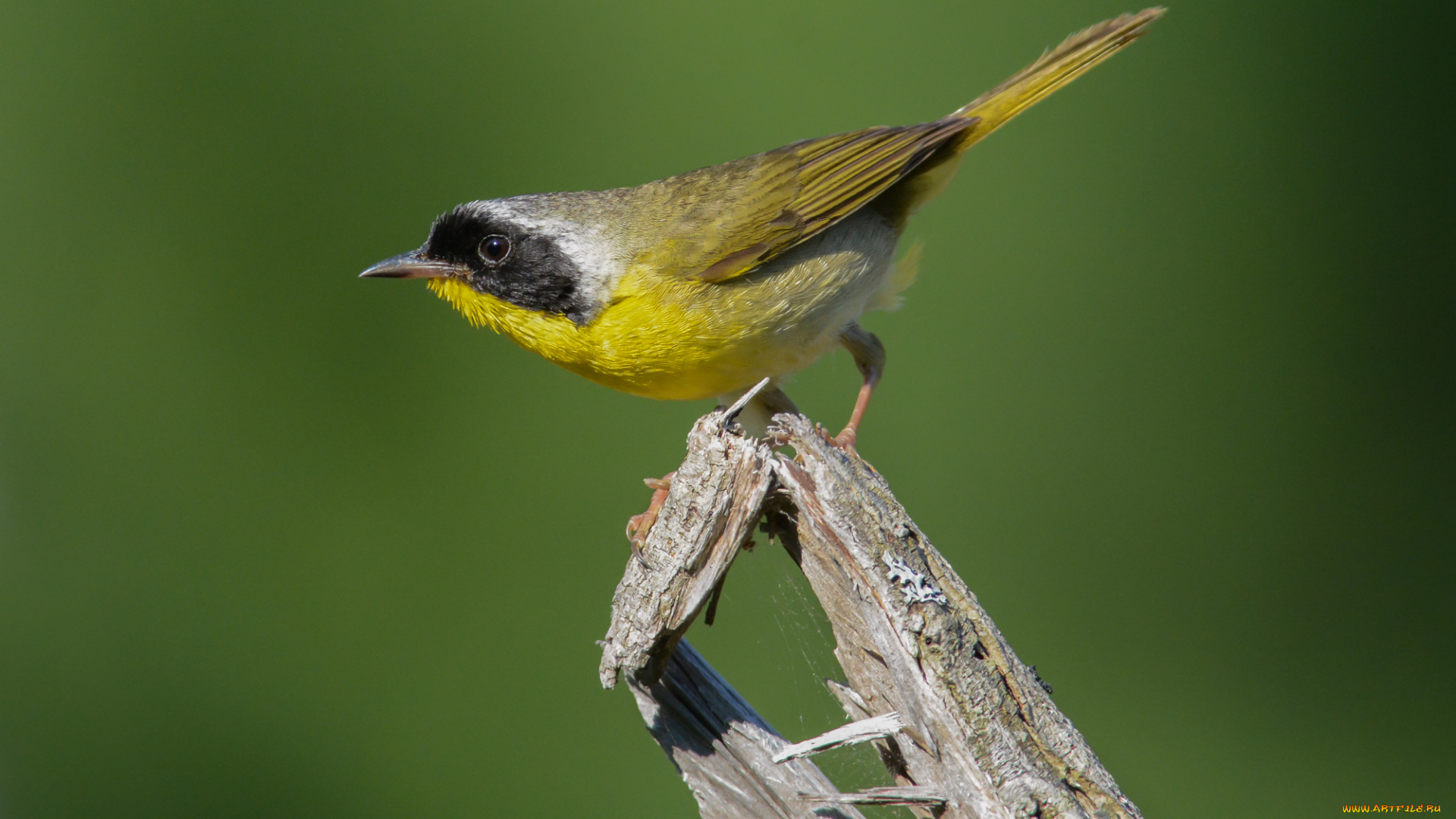 животные, птицы, птичка