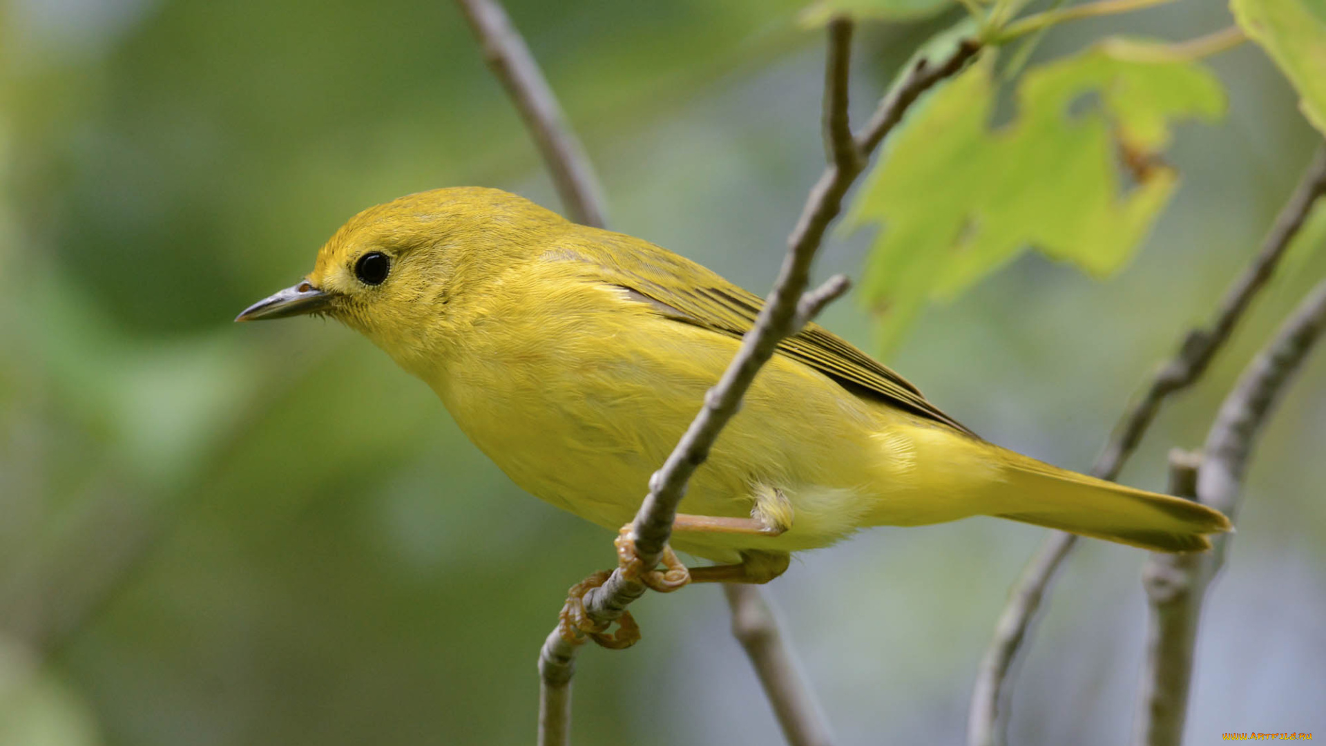 животные, птицы, птичка