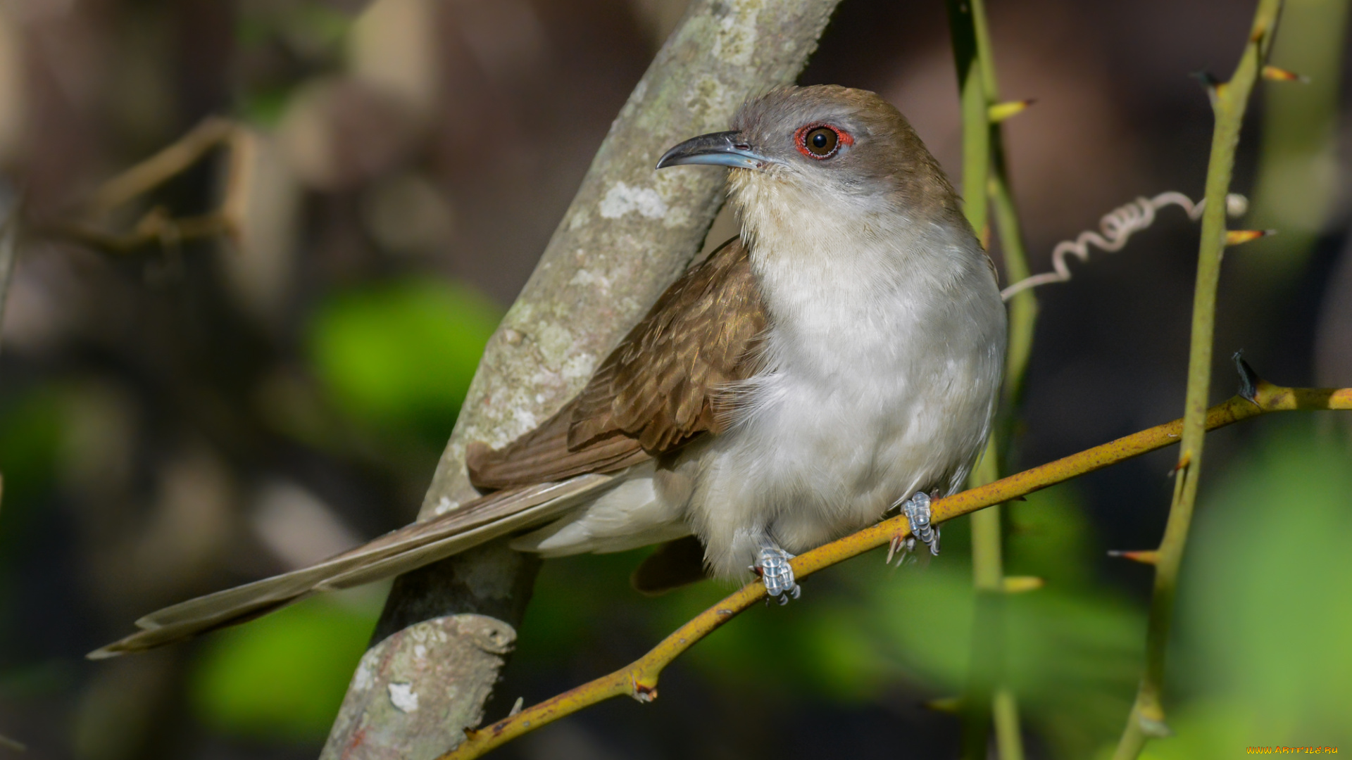 животные, птицы, птичка