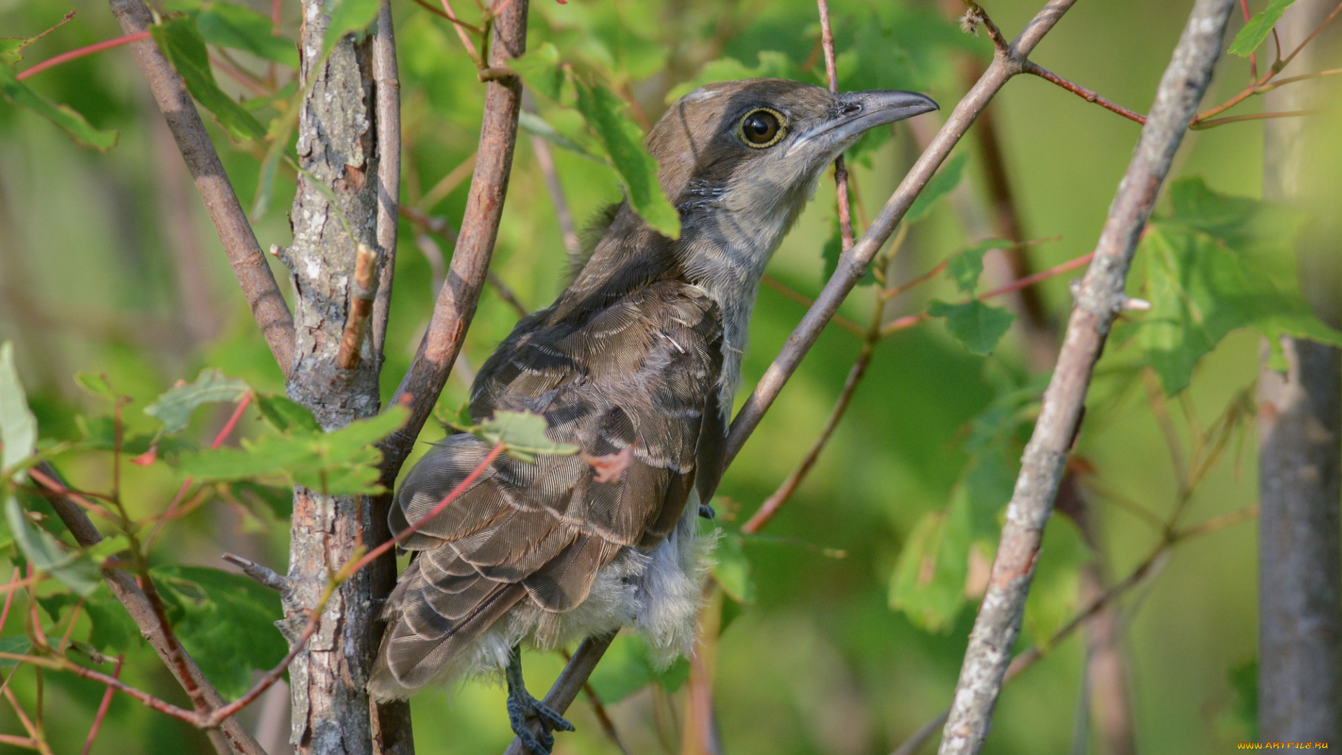 животные, птицы, птичка