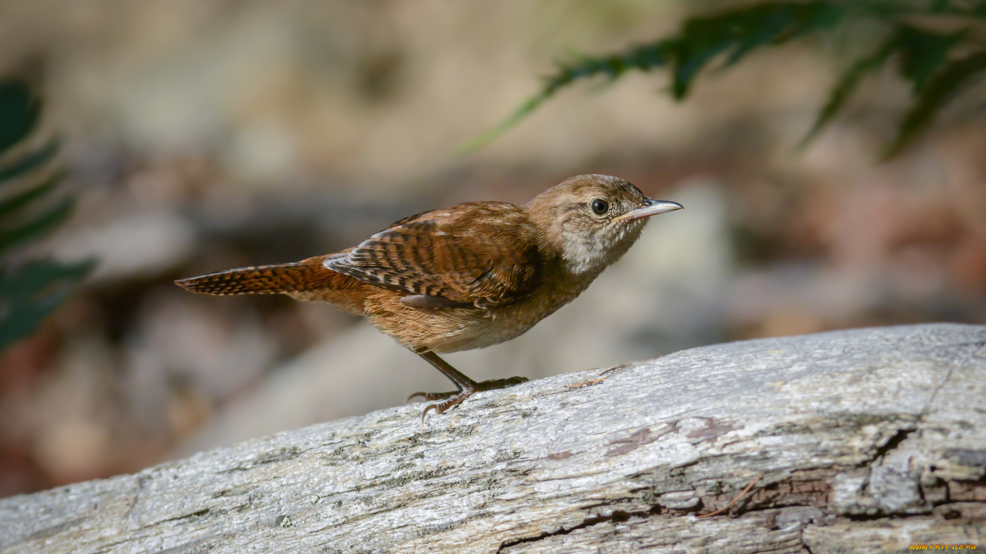 животные, птицы, птичка