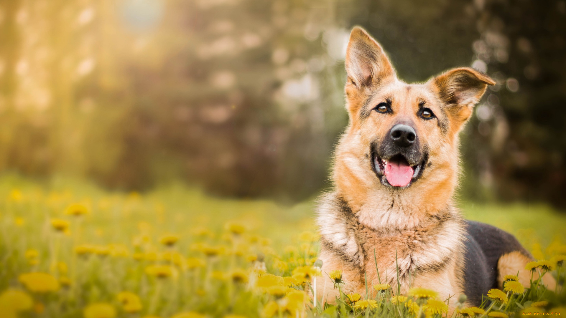 животные, собаки, цветы, одуванчики, овчарка, собака, немецкая