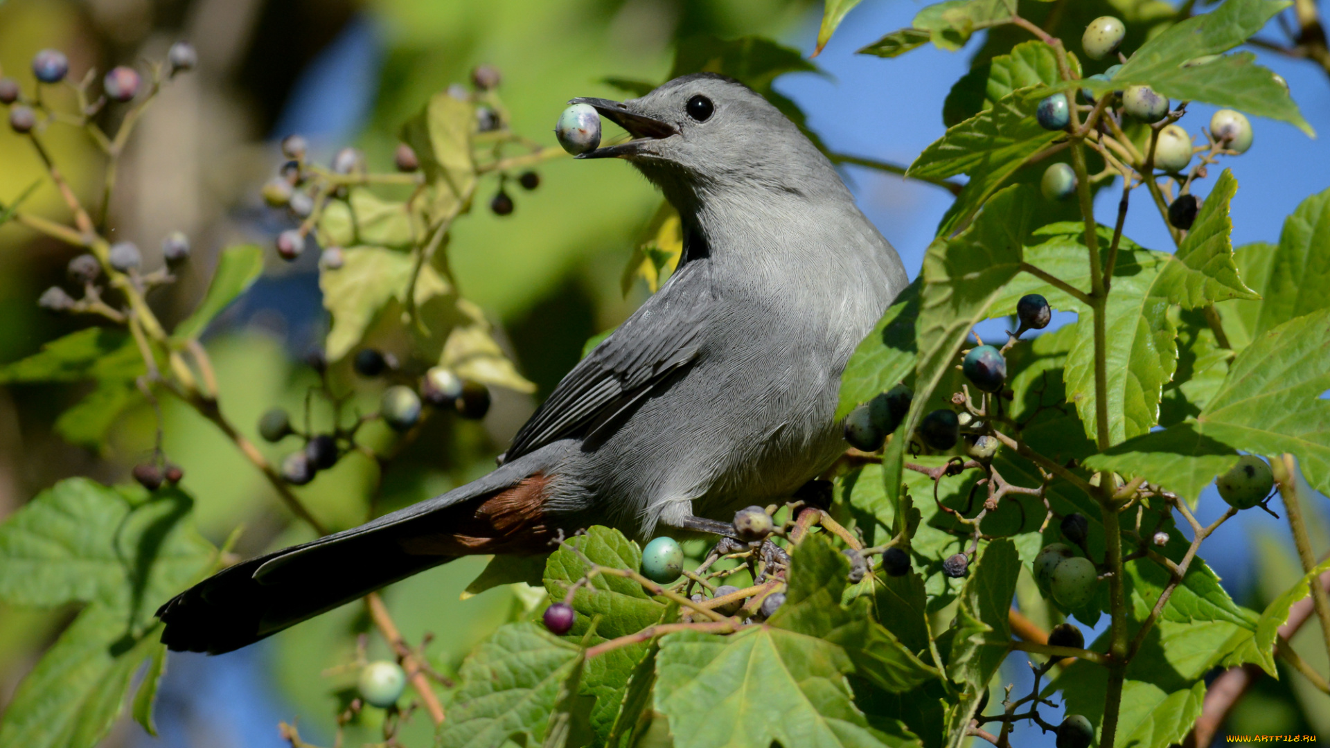 животные, сойки, птичка