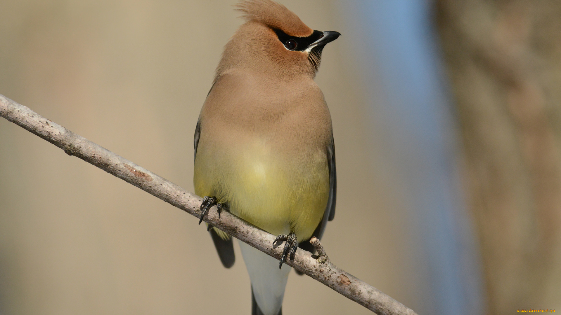 животные, свиристели, птичка