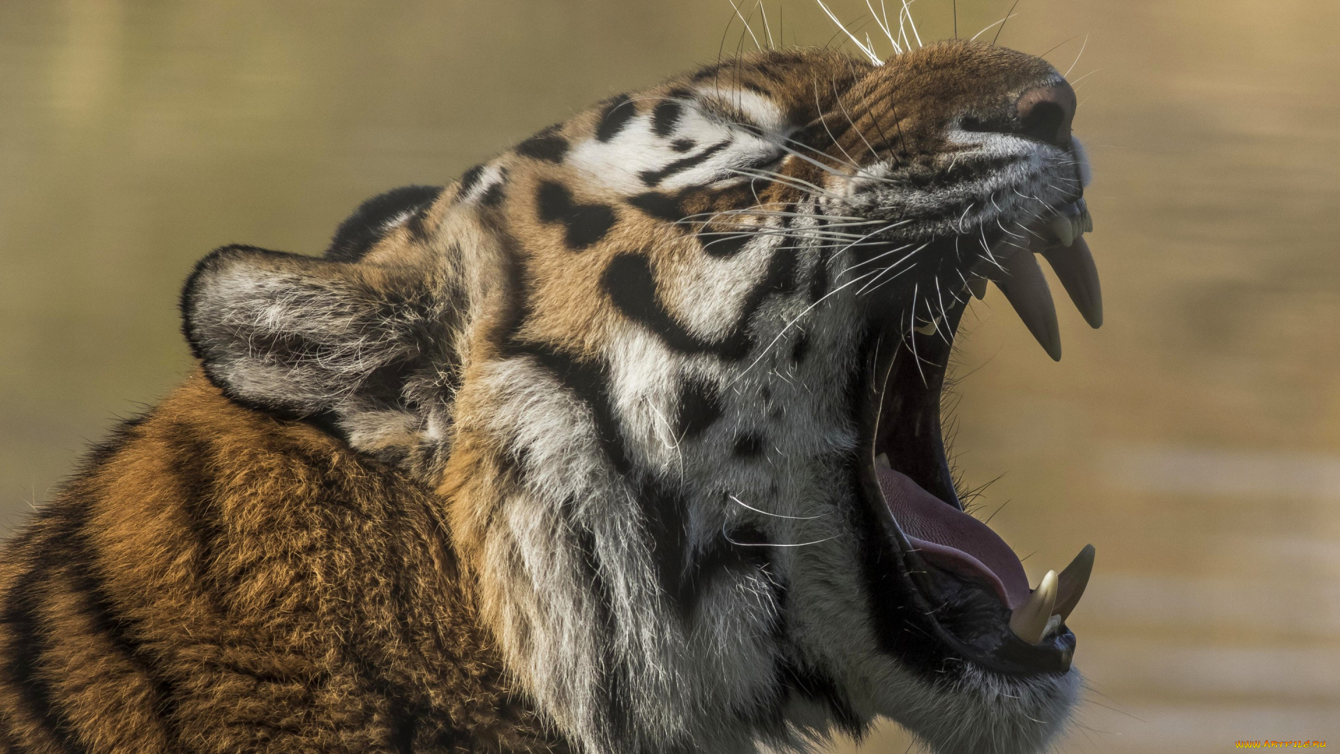 животные, тигры, морда, клыки, зубки, пасть, хищник, дикая, кошка, зверь, тигр