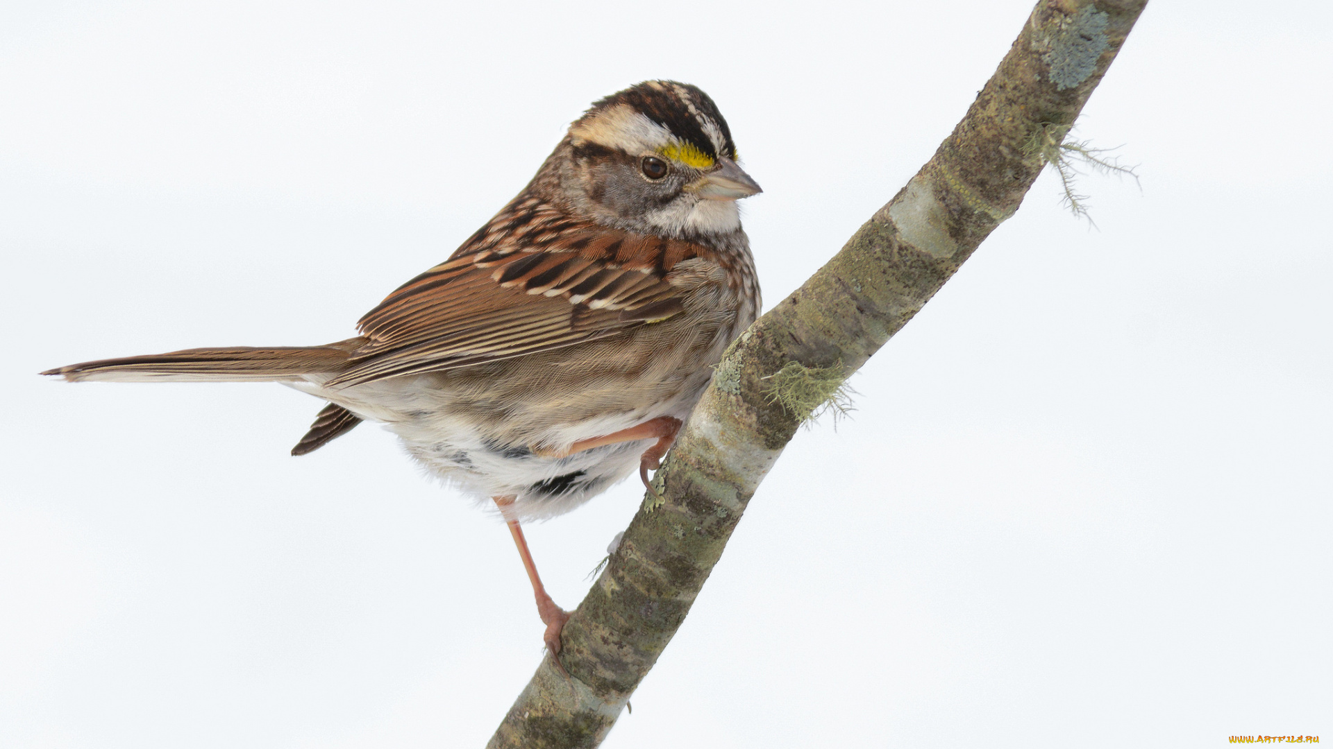 животные, воробьи, птичка