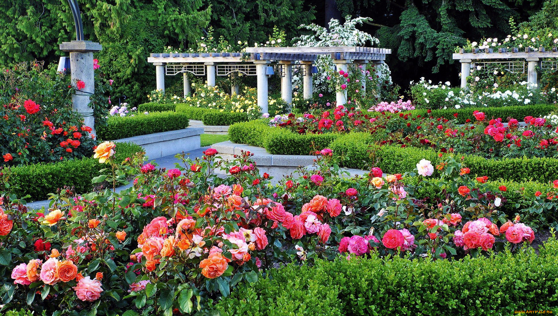 цветы, розы, розарий
