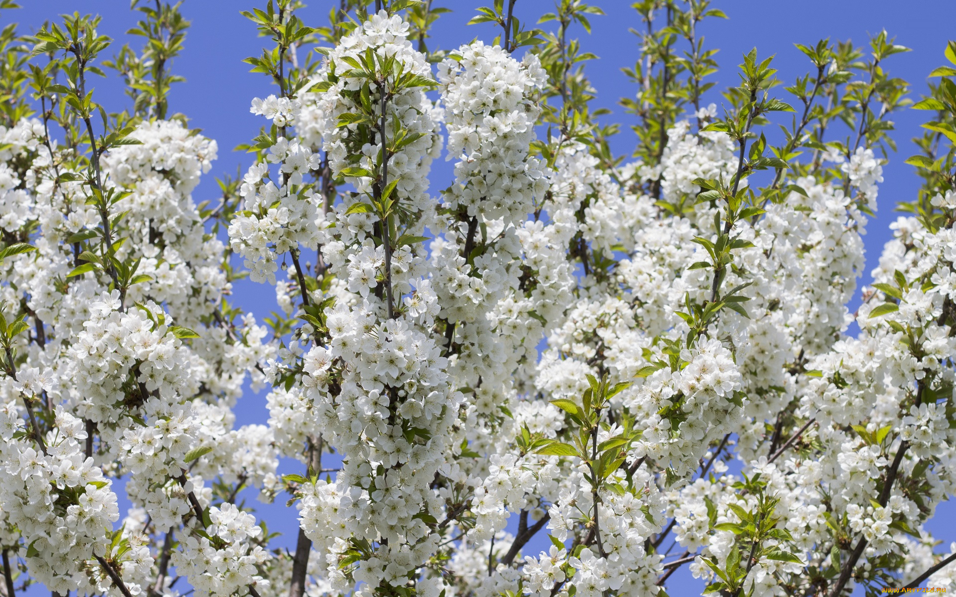 цветы, цветущие, деревья, , , кустарники, ветка