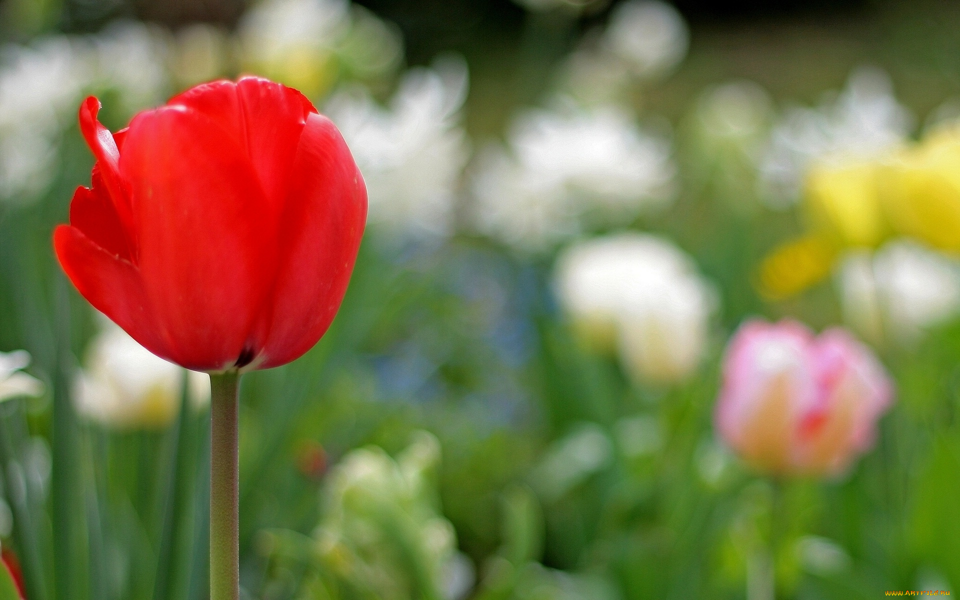 цветы, тюльпаны, тюльпан, цветок, красный