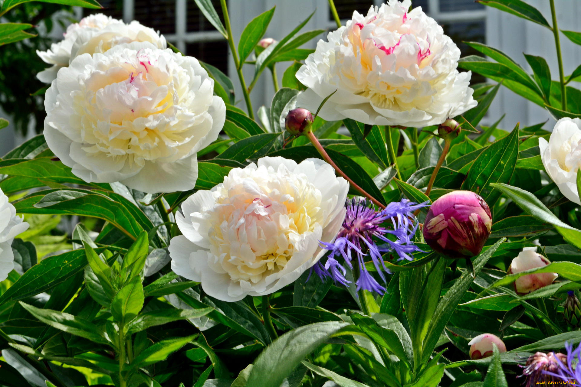 цветы, пионы, бутоны