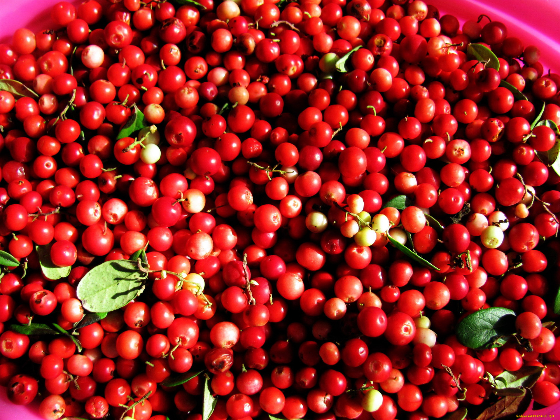 еда, брусника, ягоды