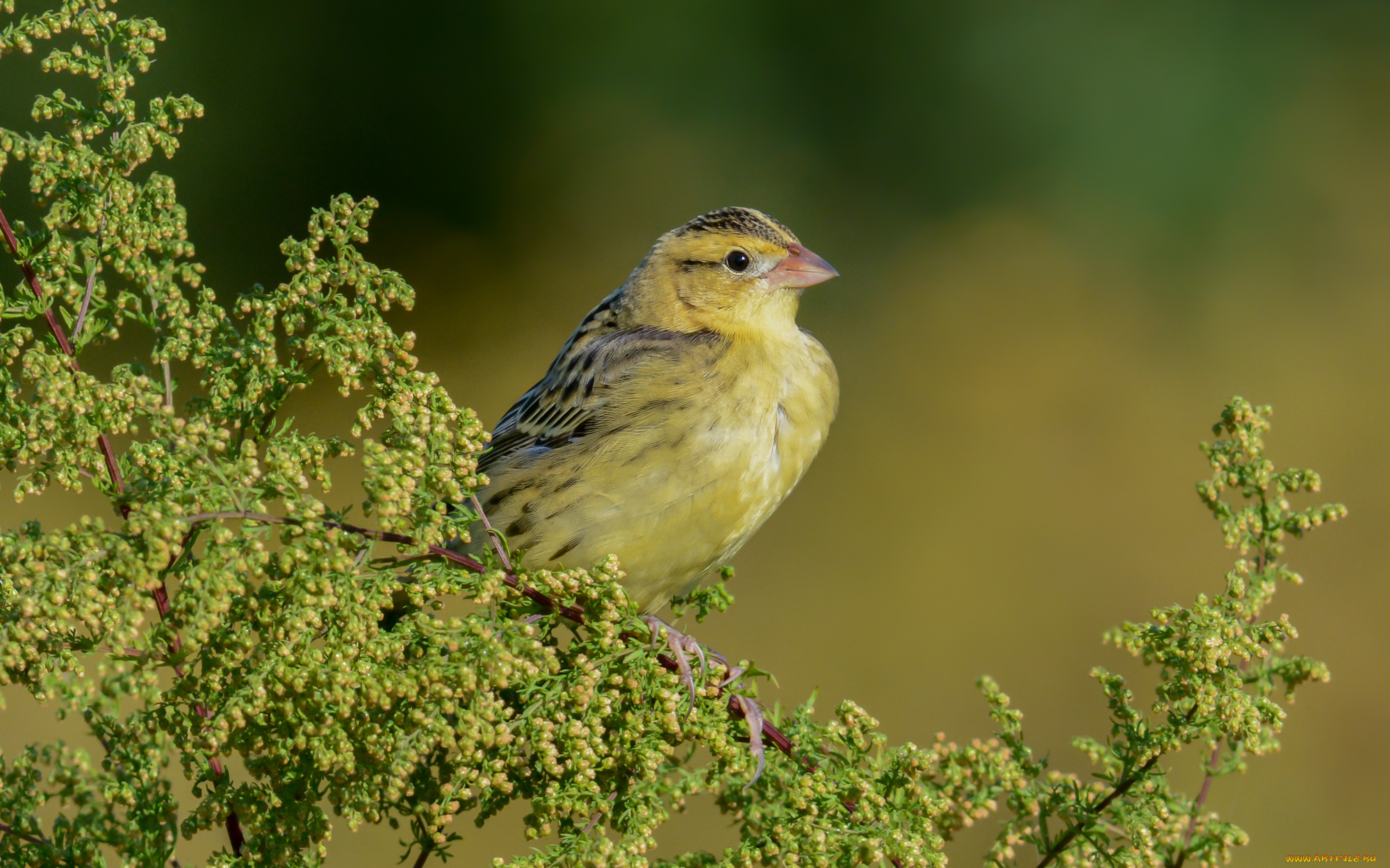 животные, птицы, птичка