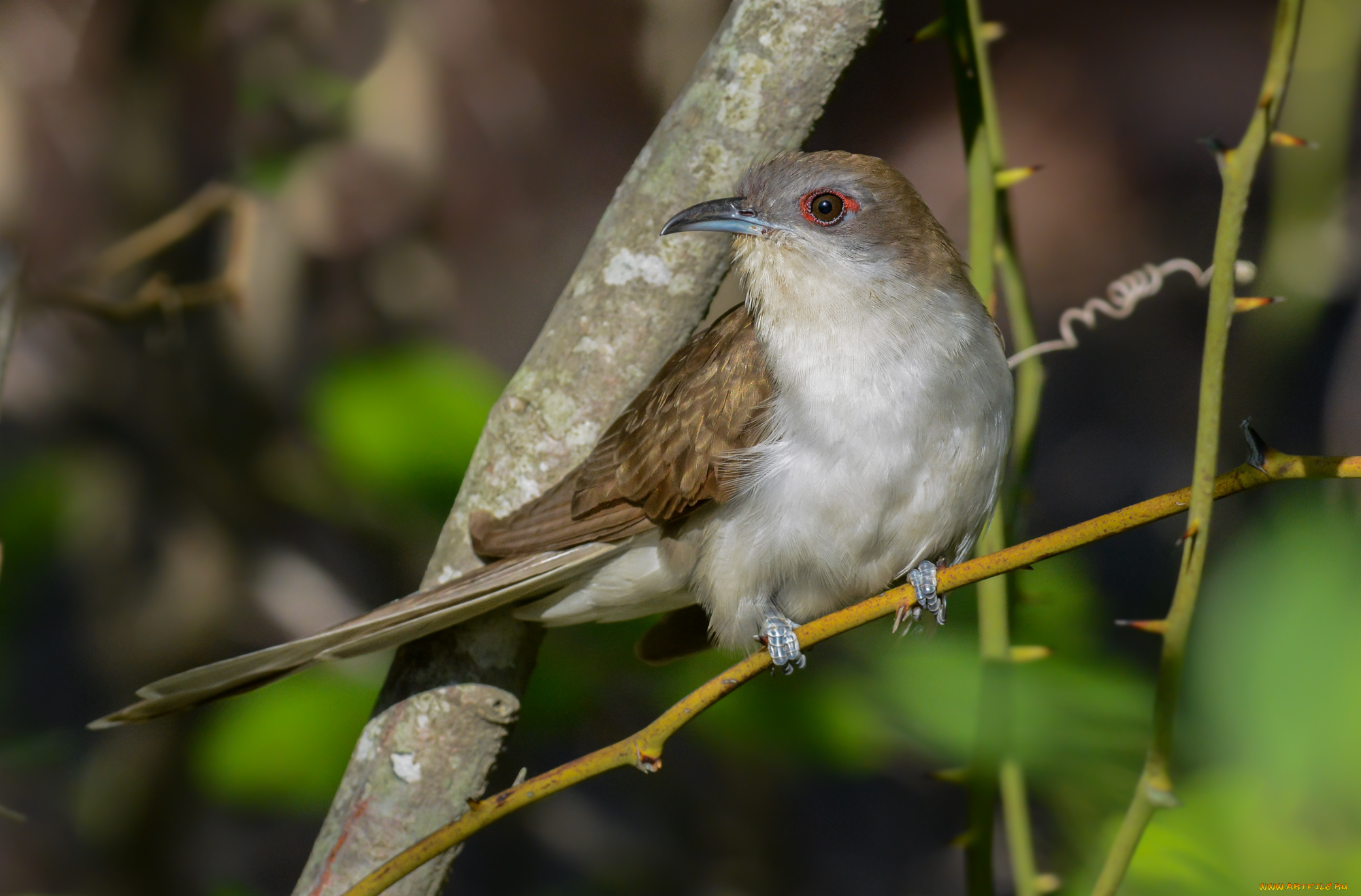 животные, птицы, птичка
