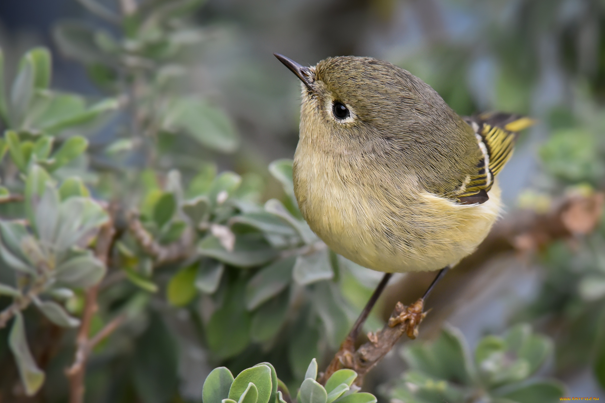 животные, птицы, птичка