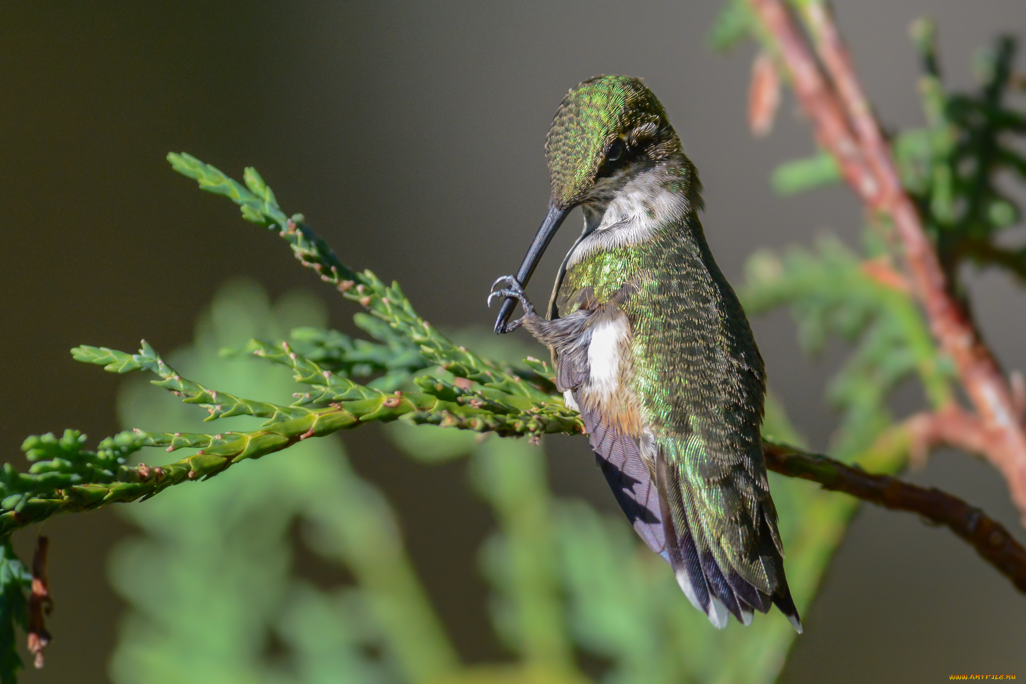 животные, колибри, птичка