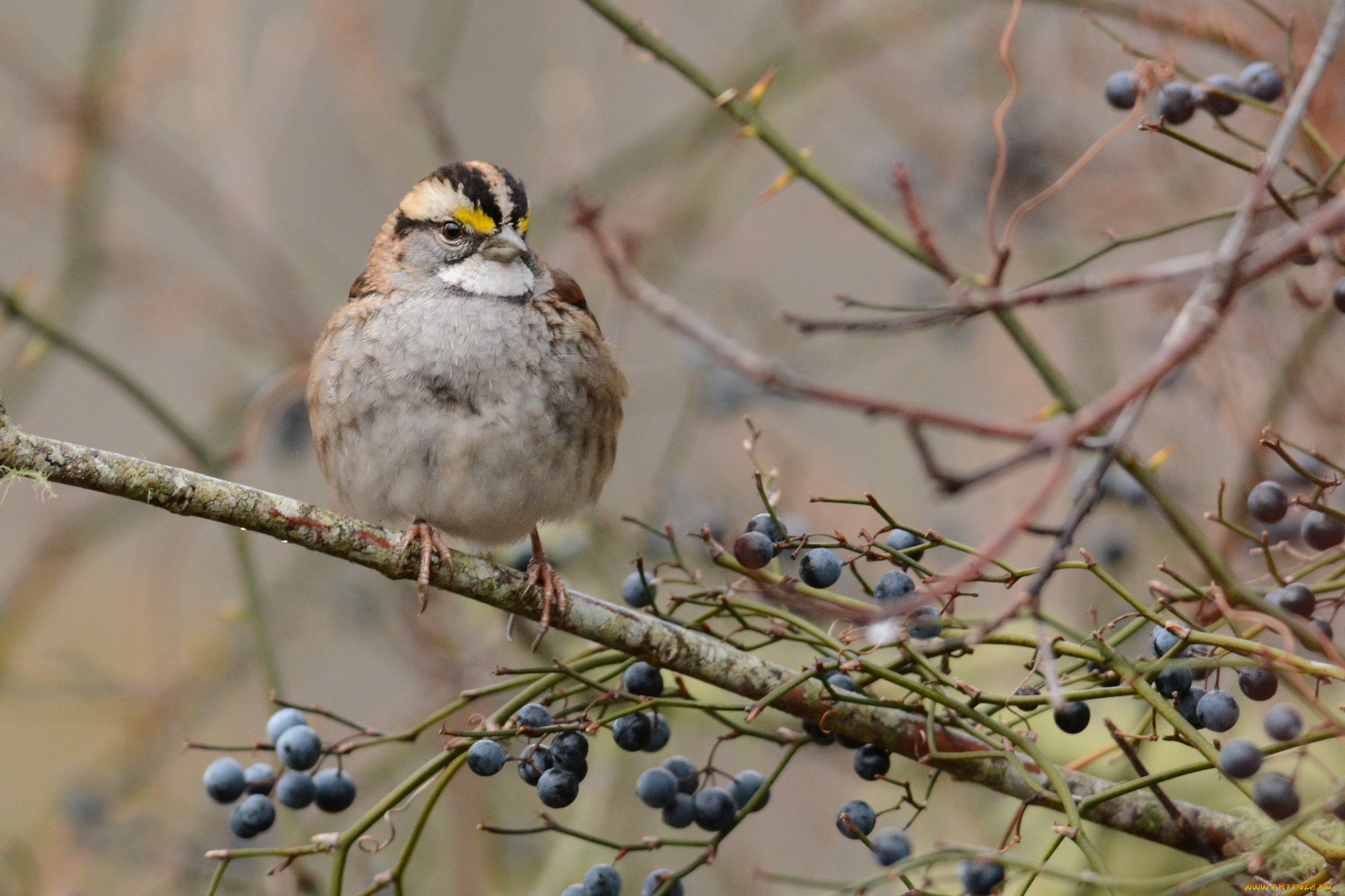 животные, птицы, птичка