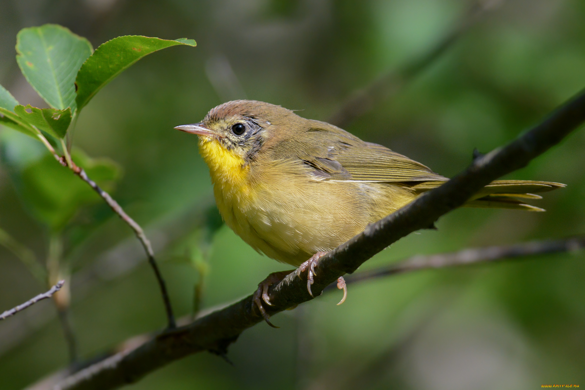 животные, птицы, птичка