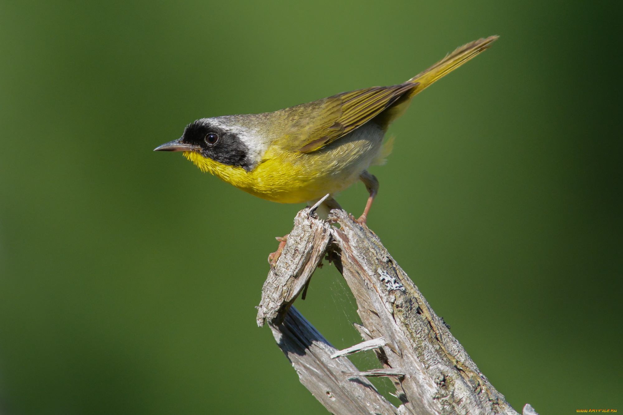 животные, птицы, птичка