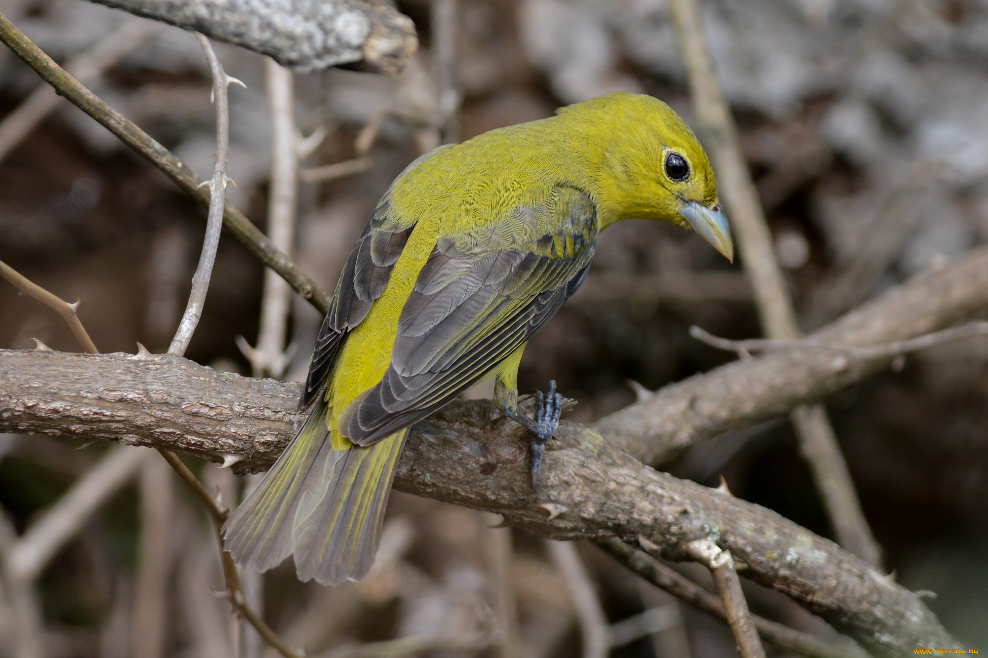 животные, птицы, птичка