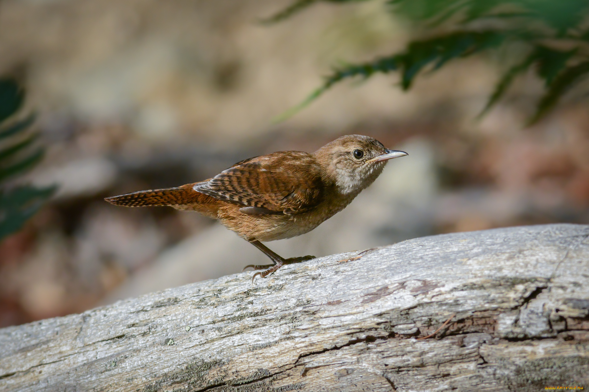 животные, птицы, птичка