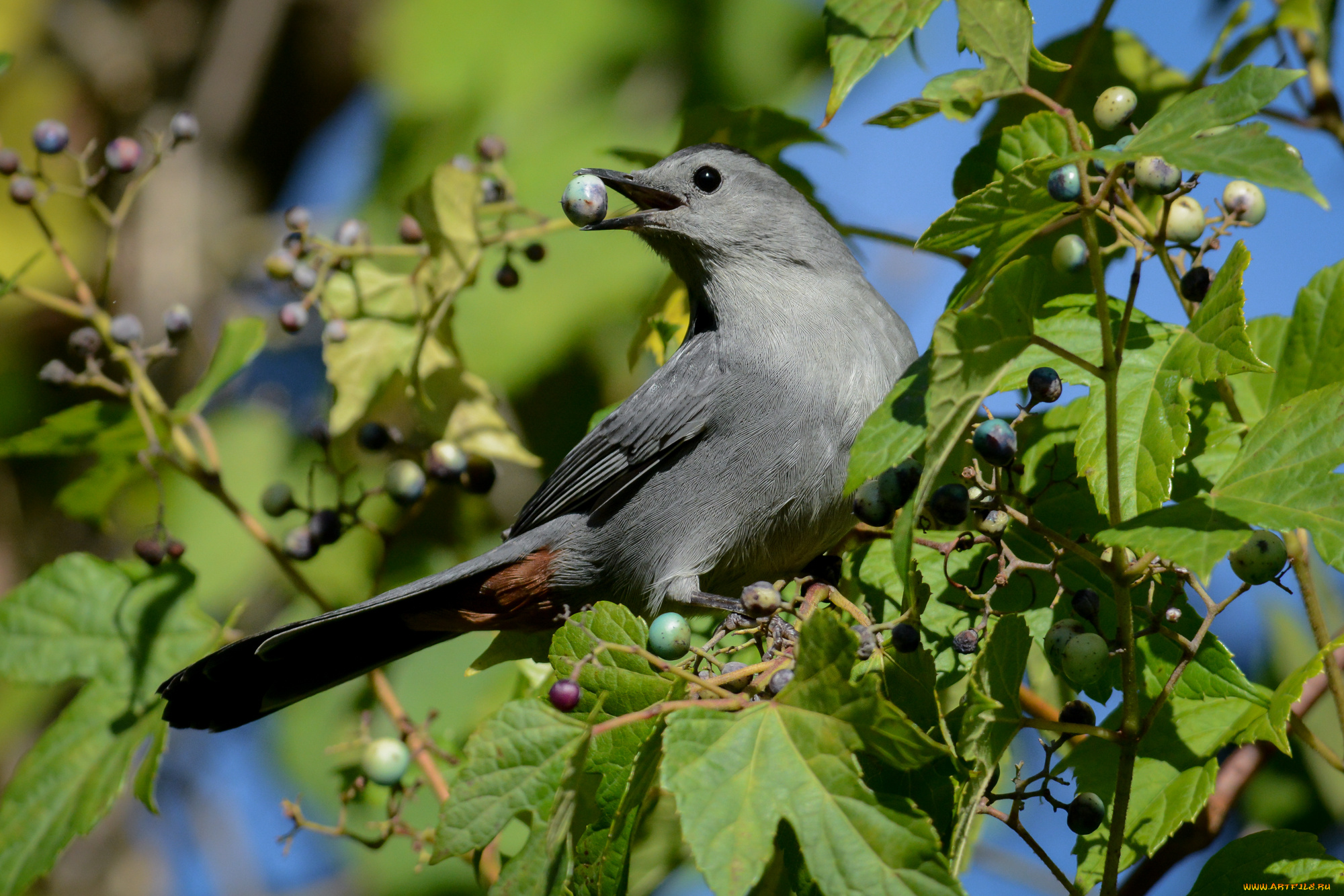 животные, сойки, птичка