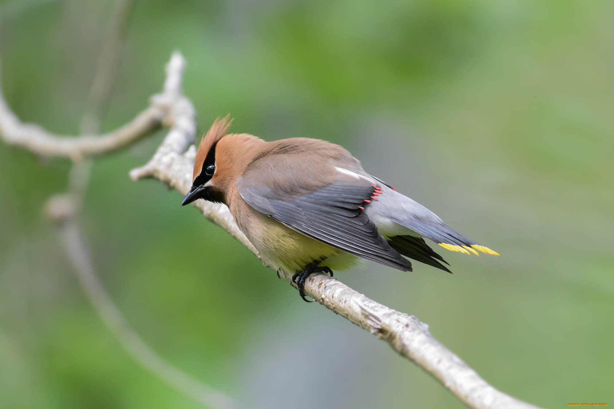 животные, свиристели, птичка