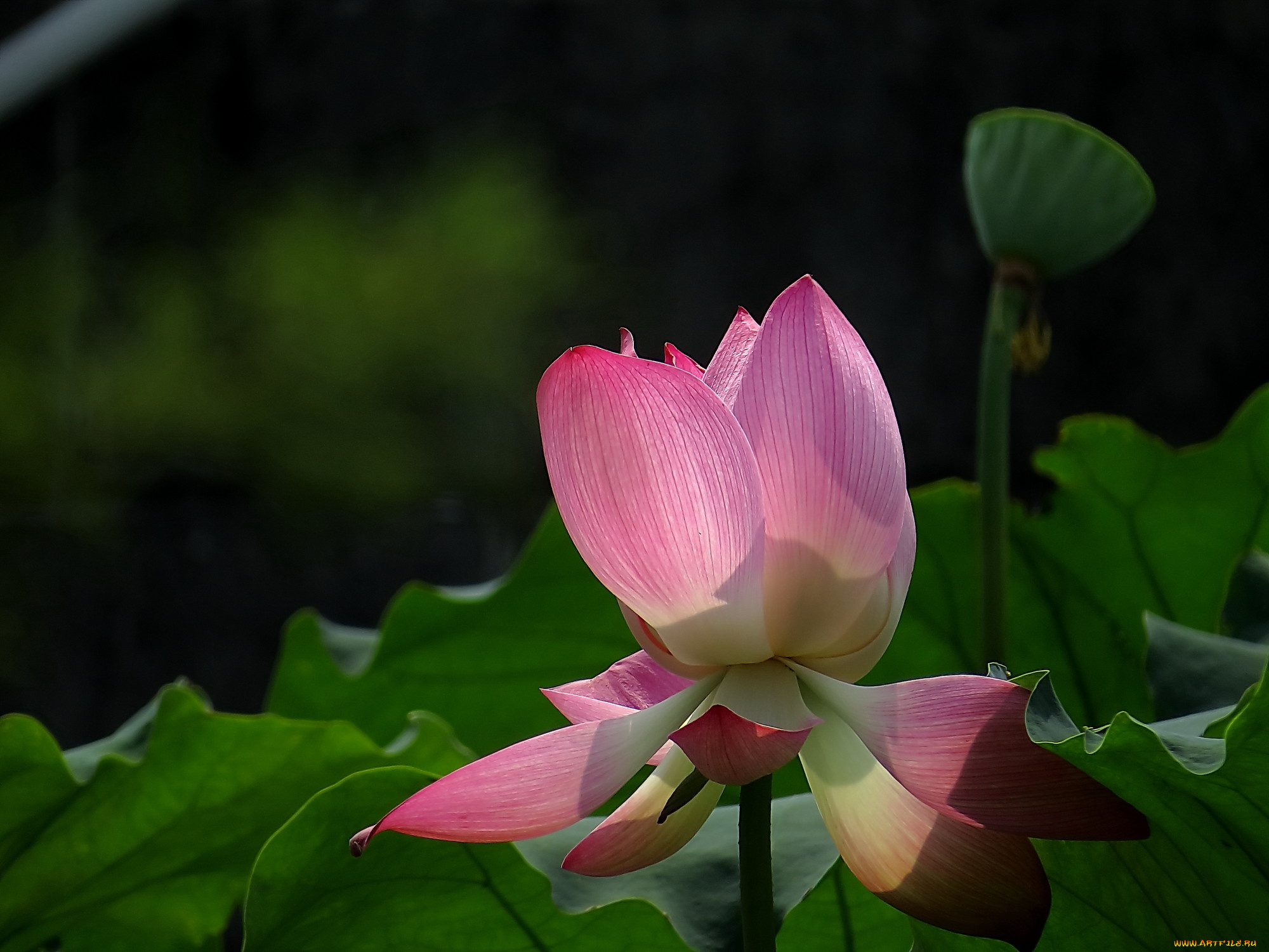 цветы, лотосы, бутон, лепестки, фон